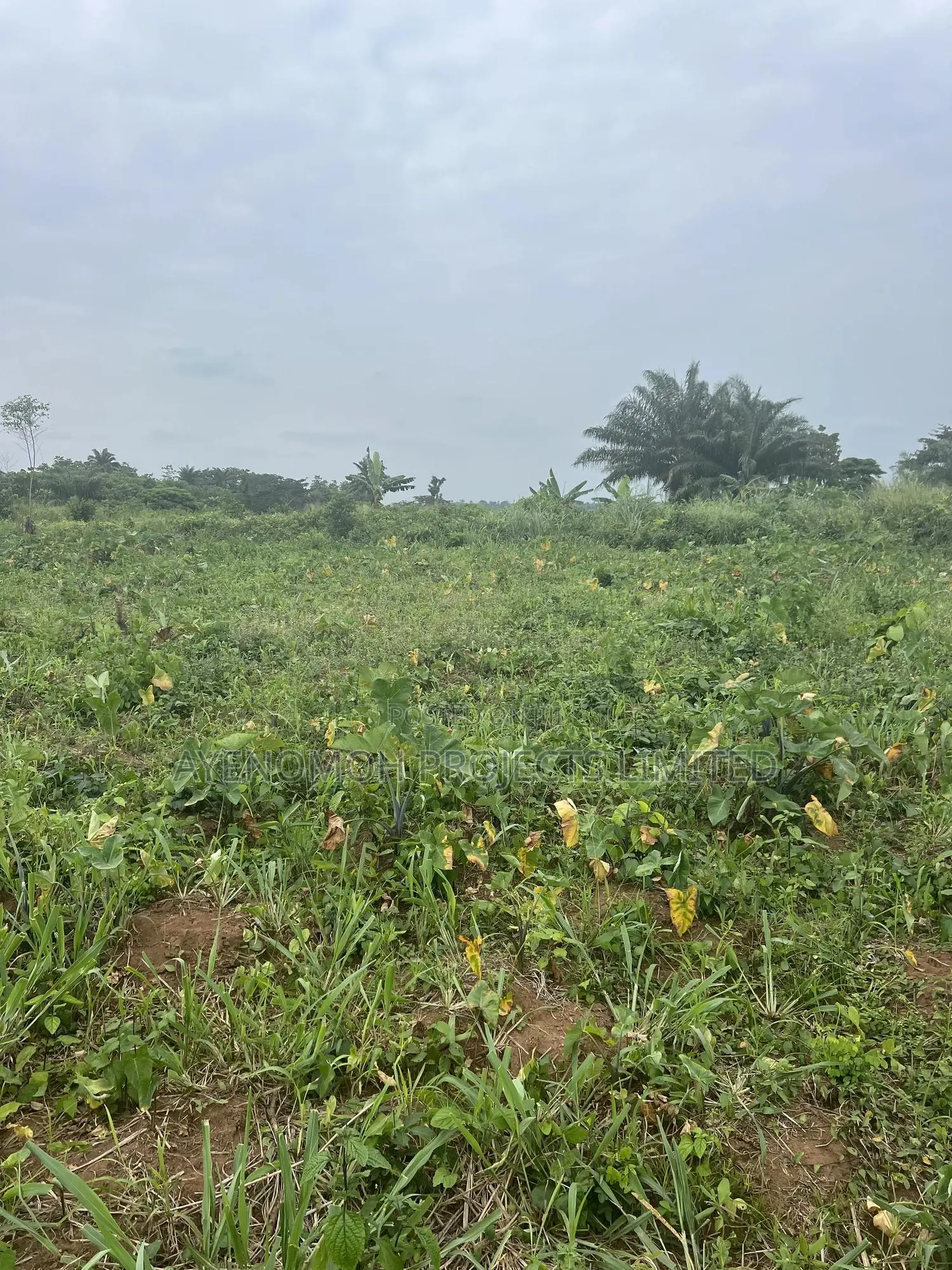 Farmland at Eredo 10 Acres in Ado-Odo/Ota