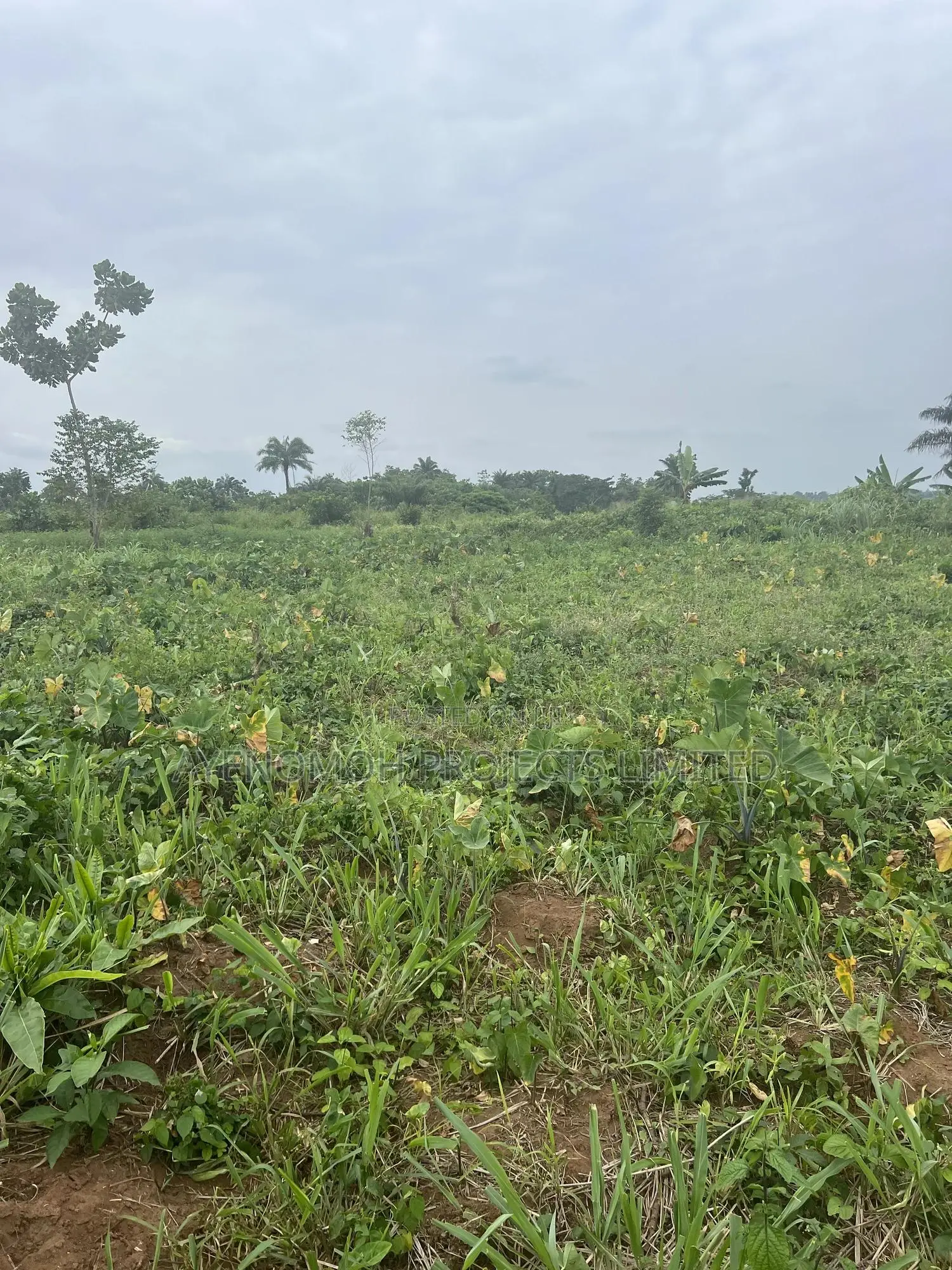 Farmland at Eredo 10 Acres in Ado-Odo/Ota