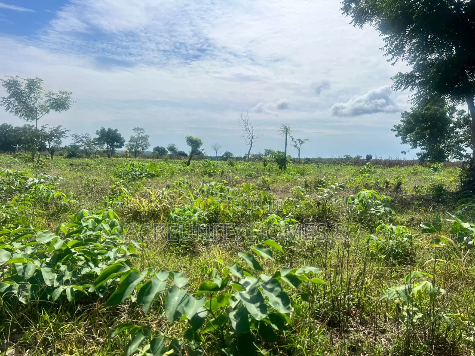 20 Acres of Fertile Farmland – Iseyin-Ibadan Expressway, Oyo State in Iseyin