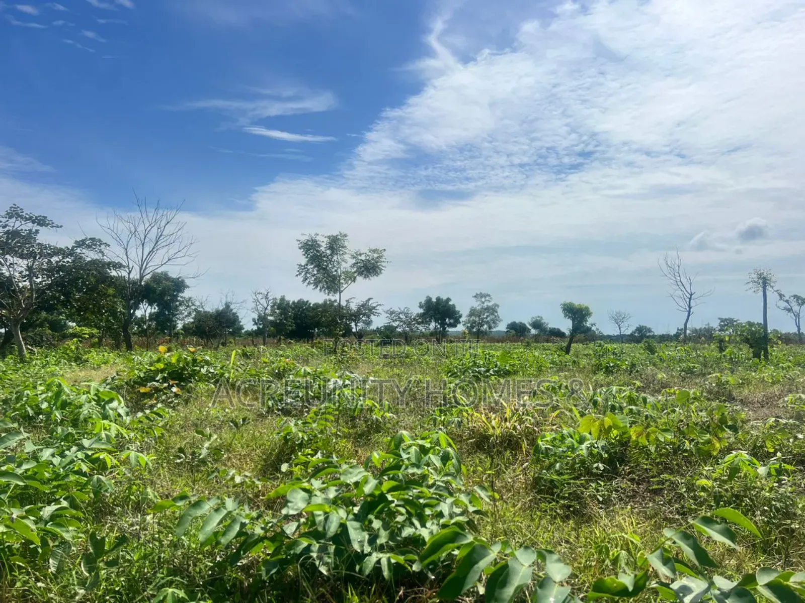 20 Acres of Fertile Farmland – Iseyin-Ibadan Expressway, Oyo State in Iseyin