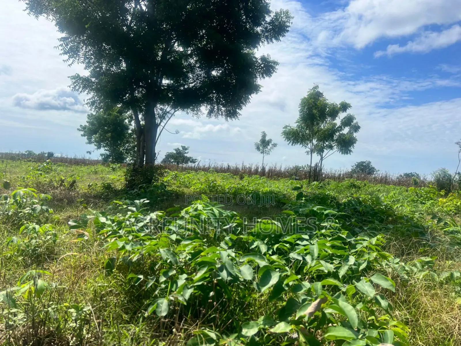 20 Acres of Fertile Farmland – Iseyin-Ibadan Expressway, Oyo State in Iseyin