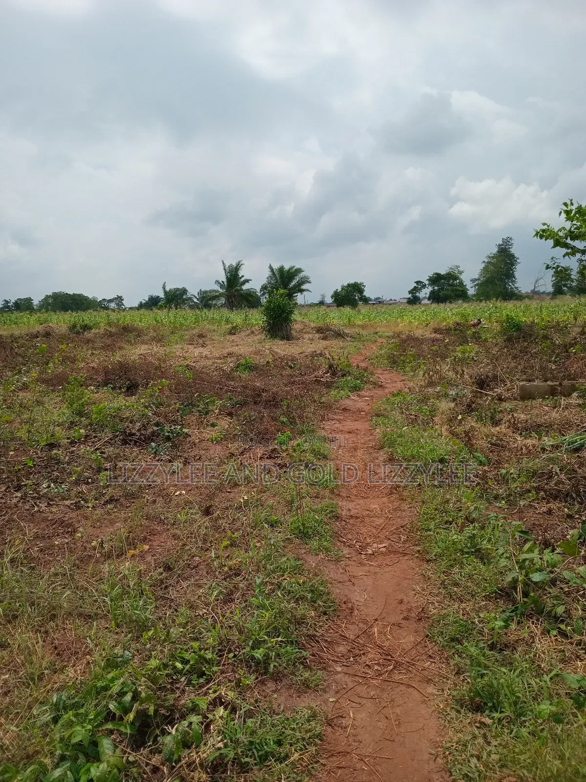 About 2000 Acres of Farmland for Sale in Ilaro
