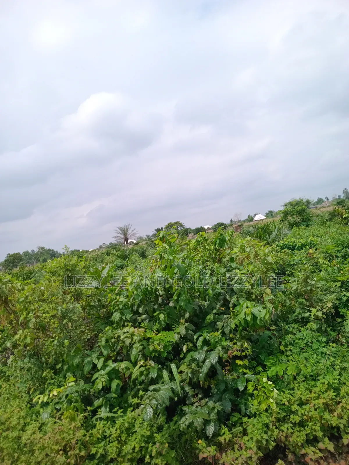 About 2000 Acres of Farmland for Sale in Ilaro