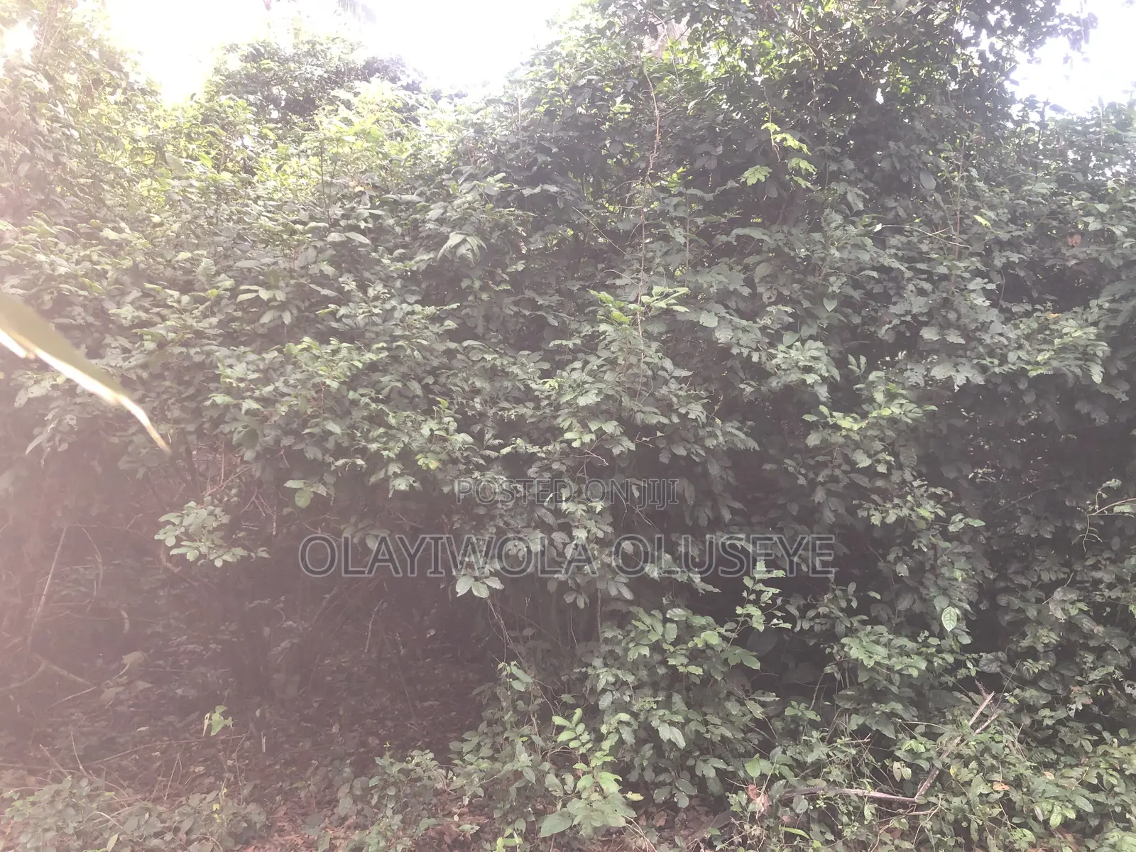 Good Farmland for Different Type of Agriculture in Obafemi-Owode