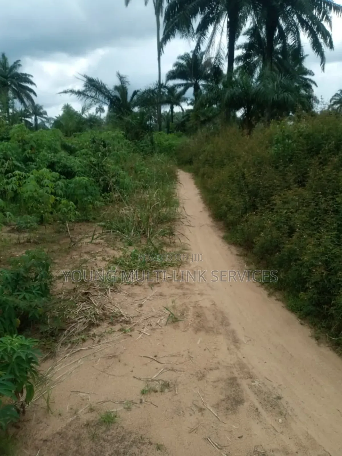 Buy 2 Acre (12) Plots, and Get 170 Palm Pree Planted for You in Etche