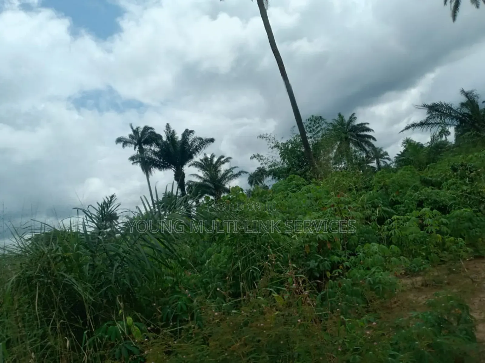 Buy 2 Acre (12) Plots, and Get 170 Palm Pree Planted for You in Etche