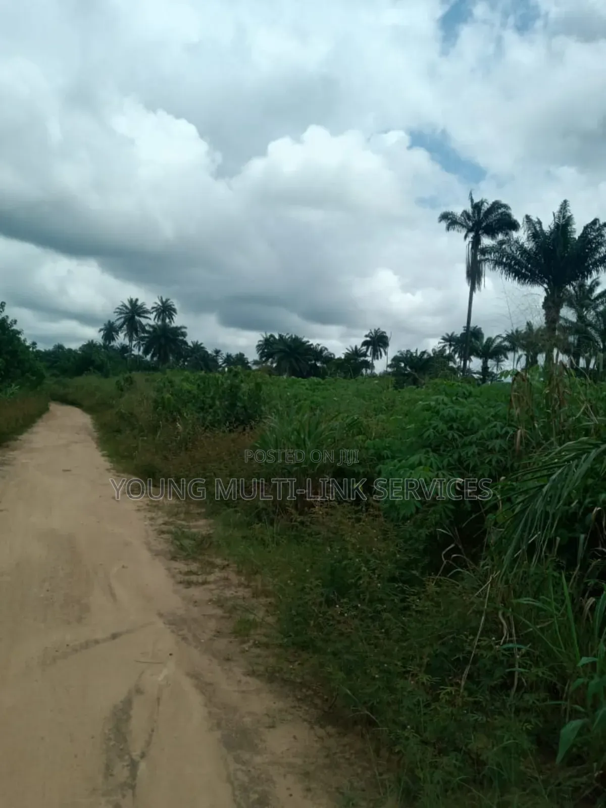 Buy 2 Acre (12) Plots, and Get 170 Palm Pree Planted for You in Etche