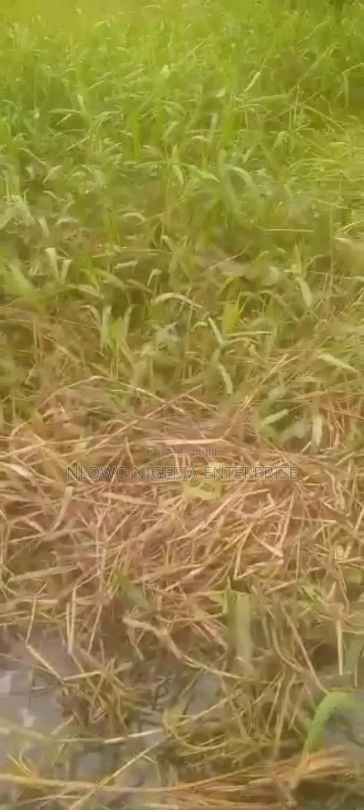 For Sale 1 Acres of Land at Festac Fenced Round in Festac