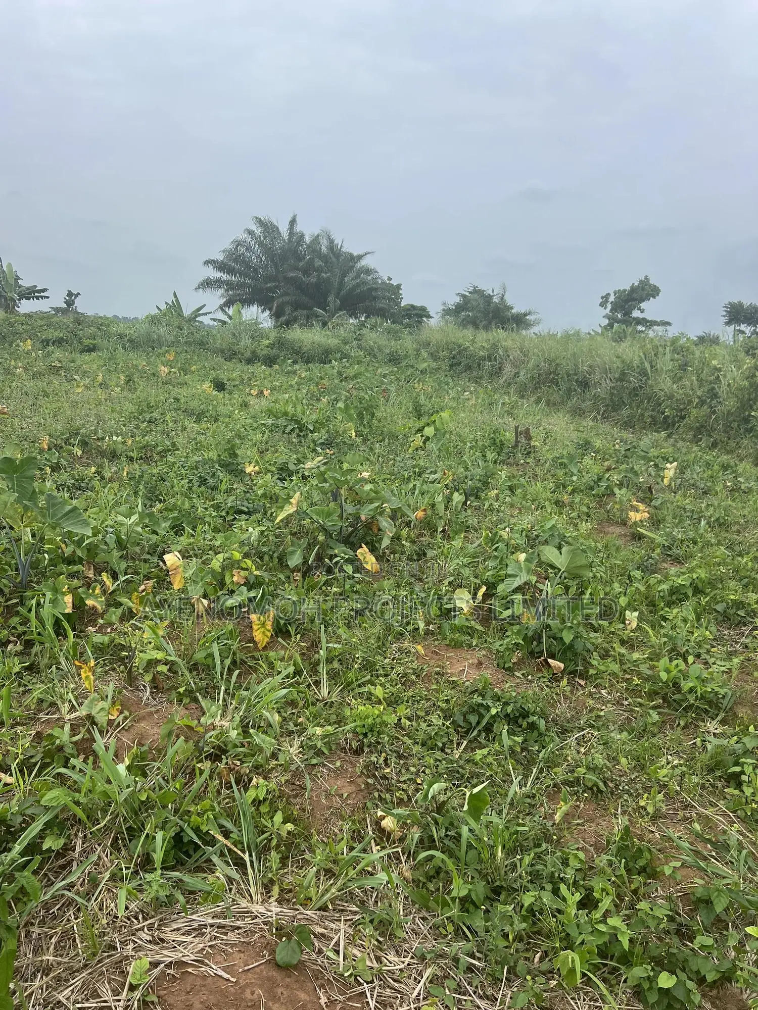 1 Acre of Farmland for Sale in Ado-Odo/Ota