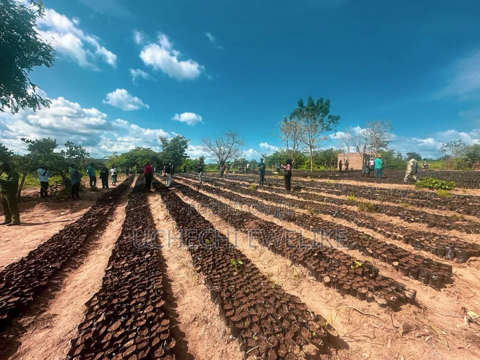 C of O Palm Oil Farmland With 5m+ Annual Income in Iseyin Oyo in Iseyin