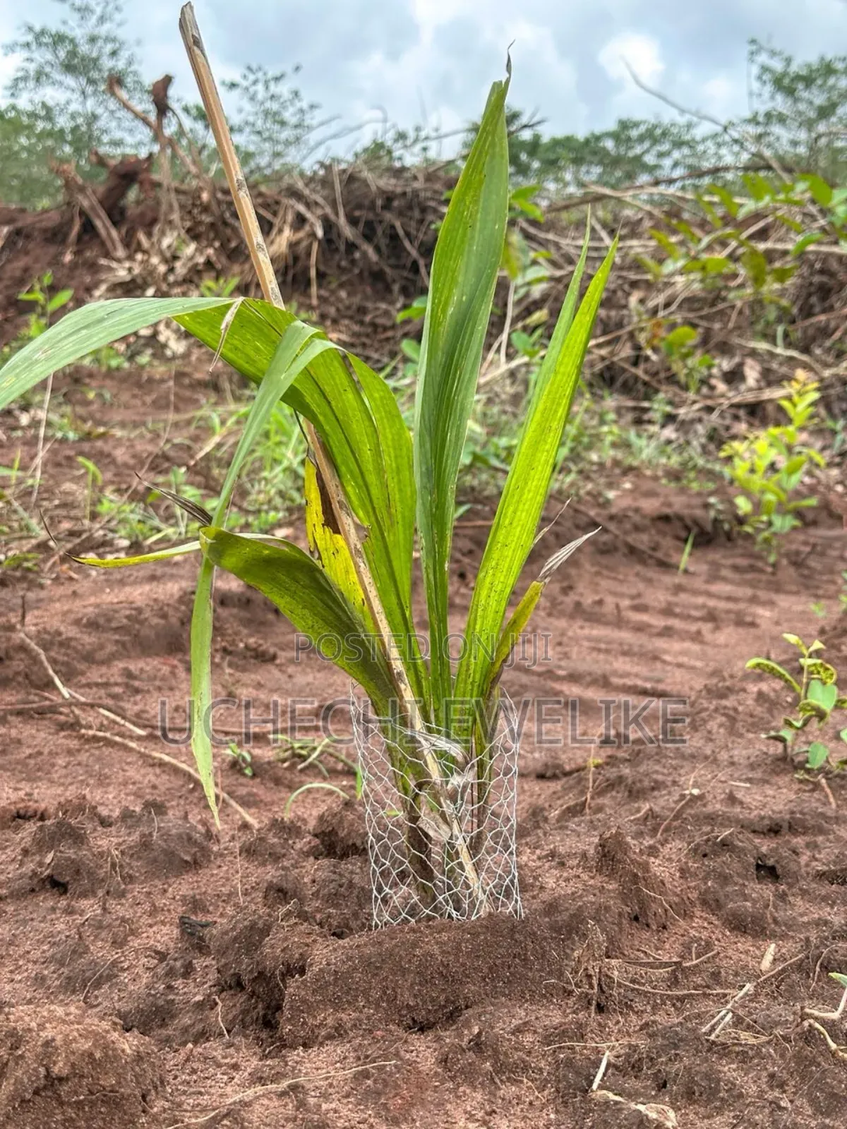 C of O Palm Oil Farmland With 5m+ Annual Income in Iseyin Oyo in Iseyin