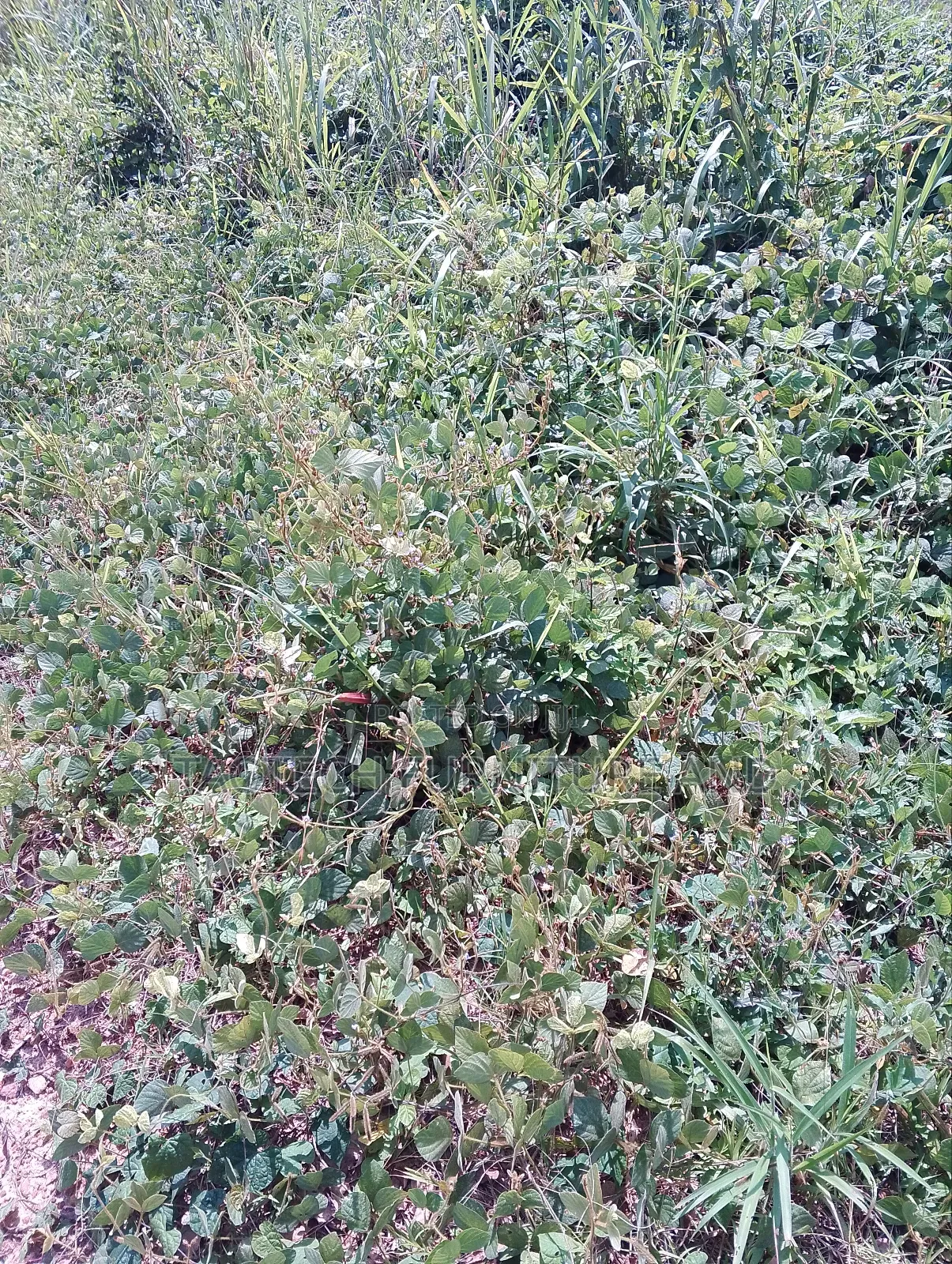 A Plot of Land in CHallenge / Ibadan