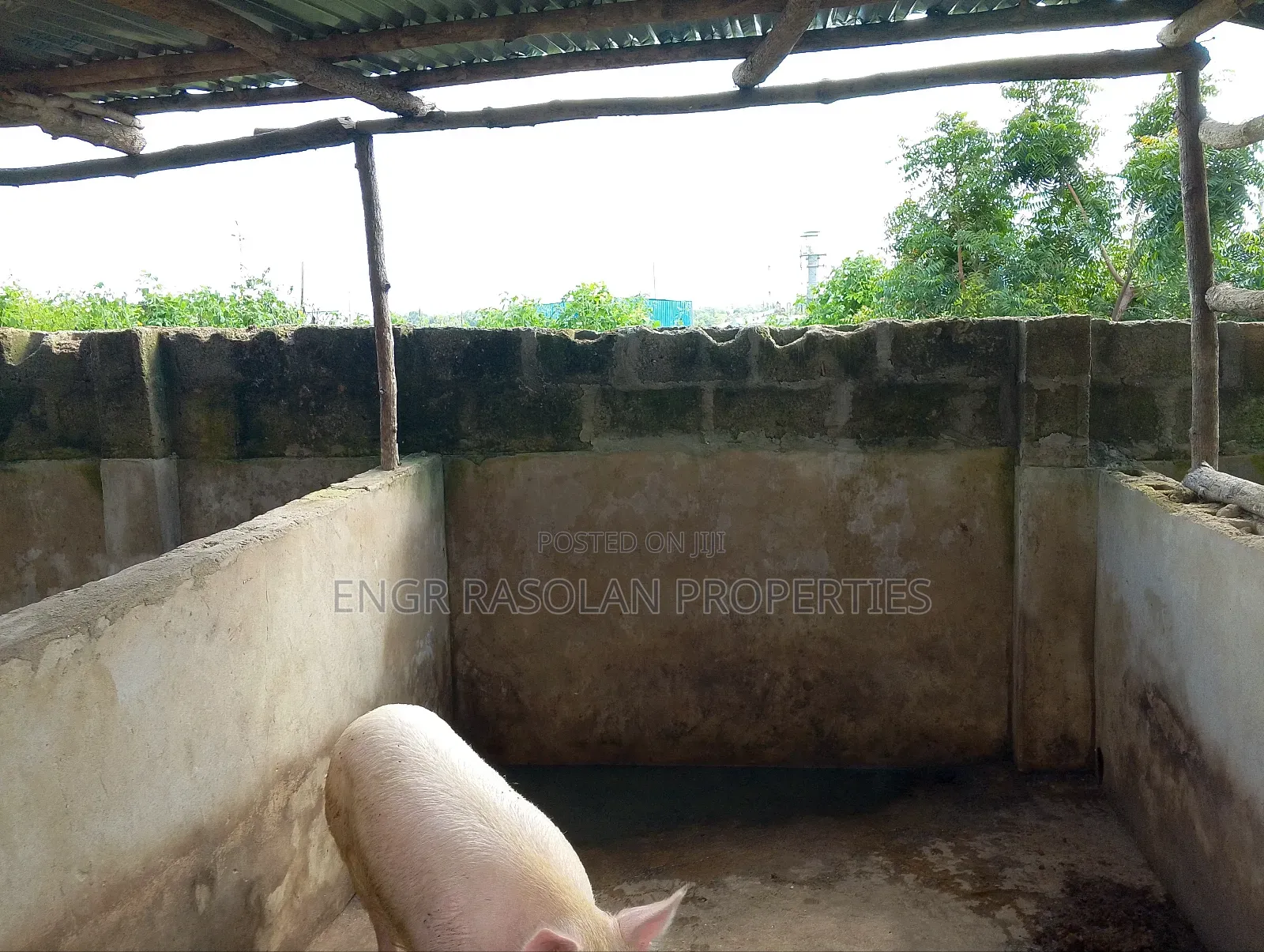 Poultry for Sale in Ifelodun-Kwara