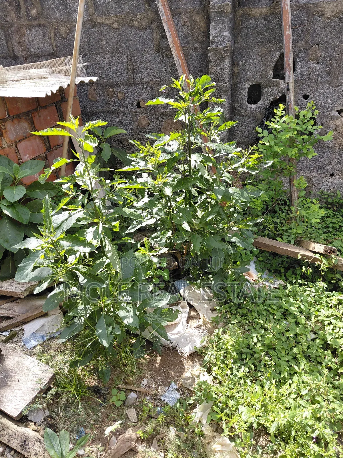400sqm Sholuyi Gbagada Fenced Gated in Gbagada