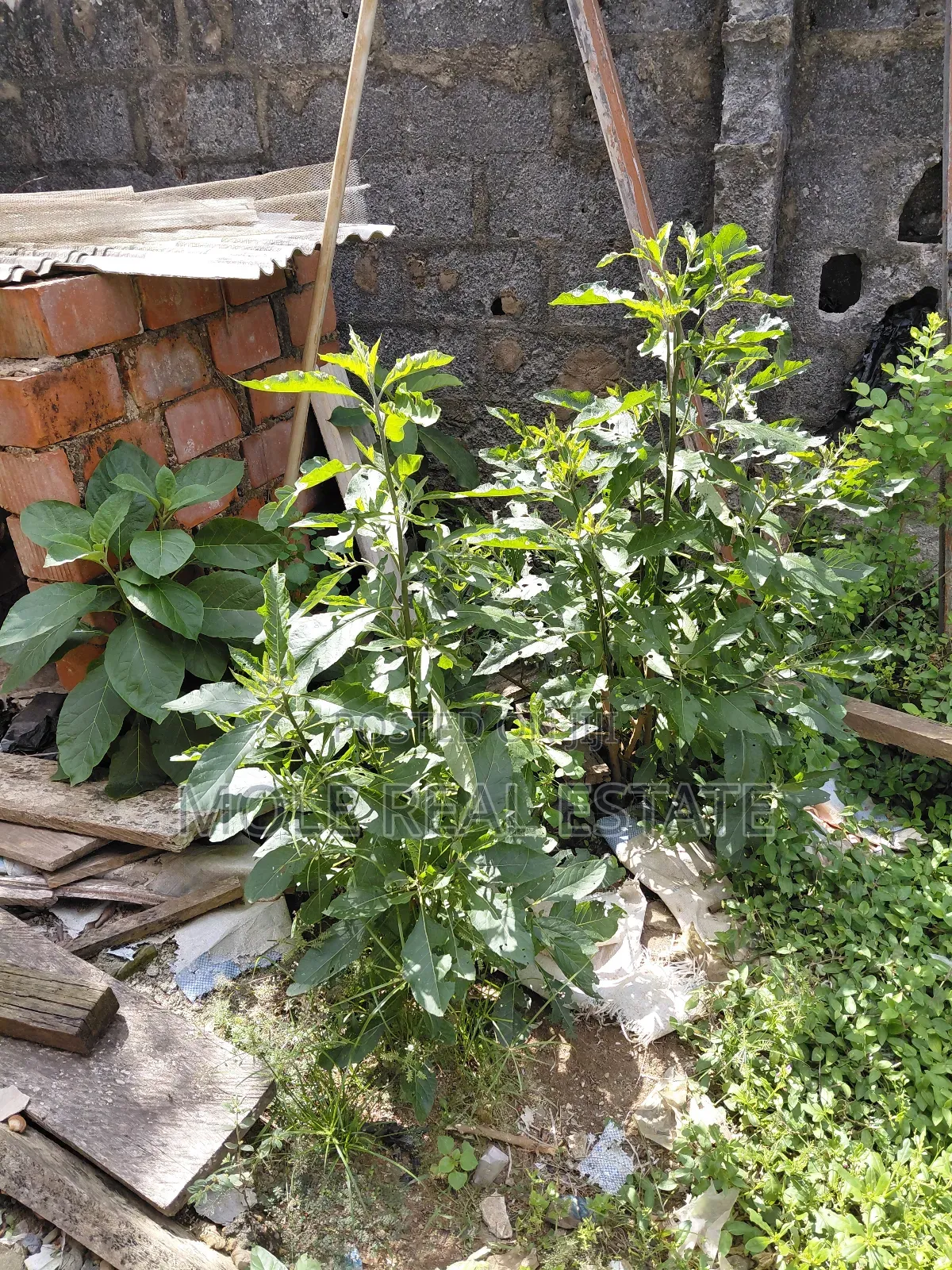 400sqm Sholuyi Gbagada Fenced Gated in Gbagada