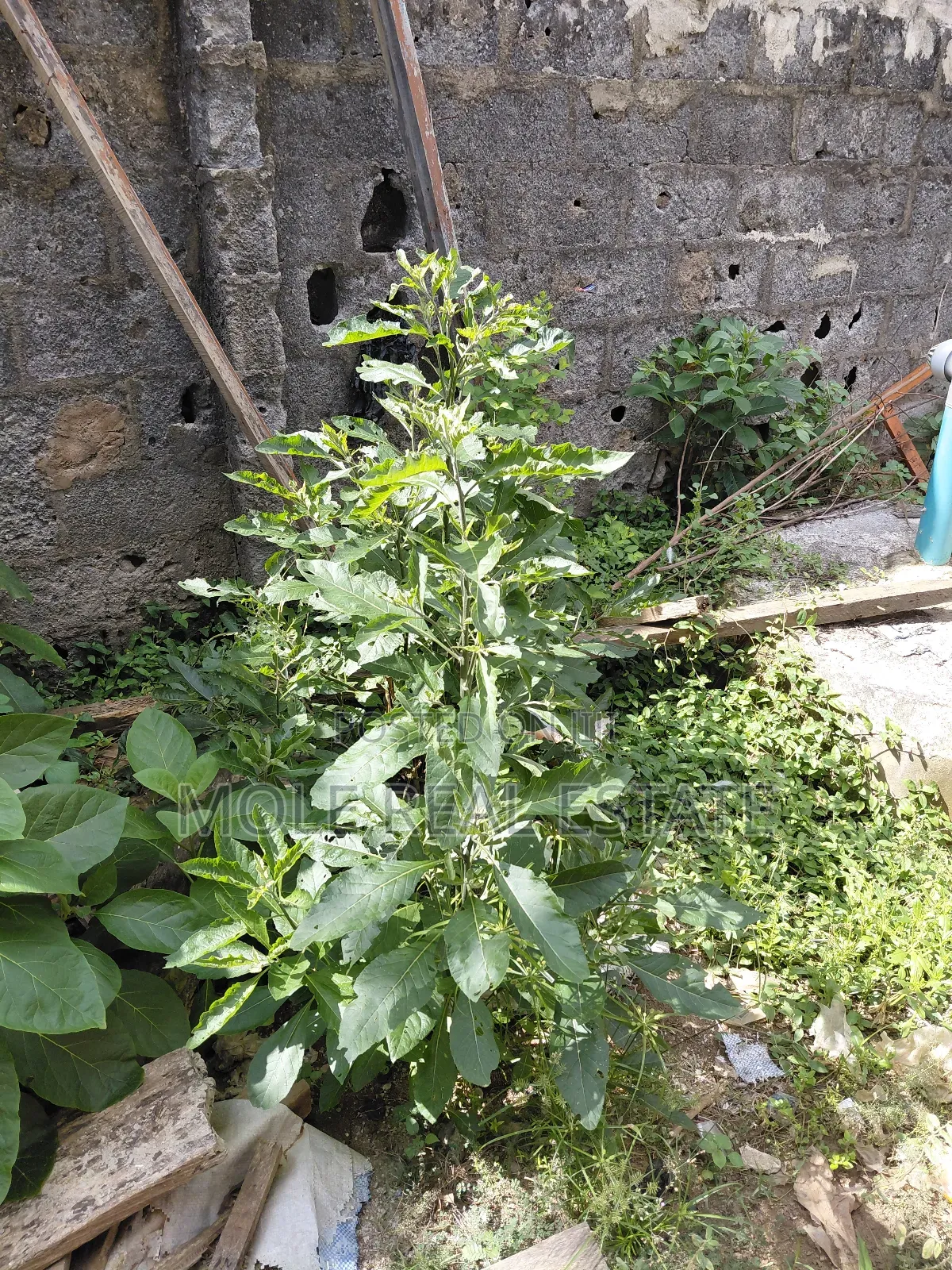 50ft by 100ft Plot Mawuko Funab Odeda Ogun State in Odeda