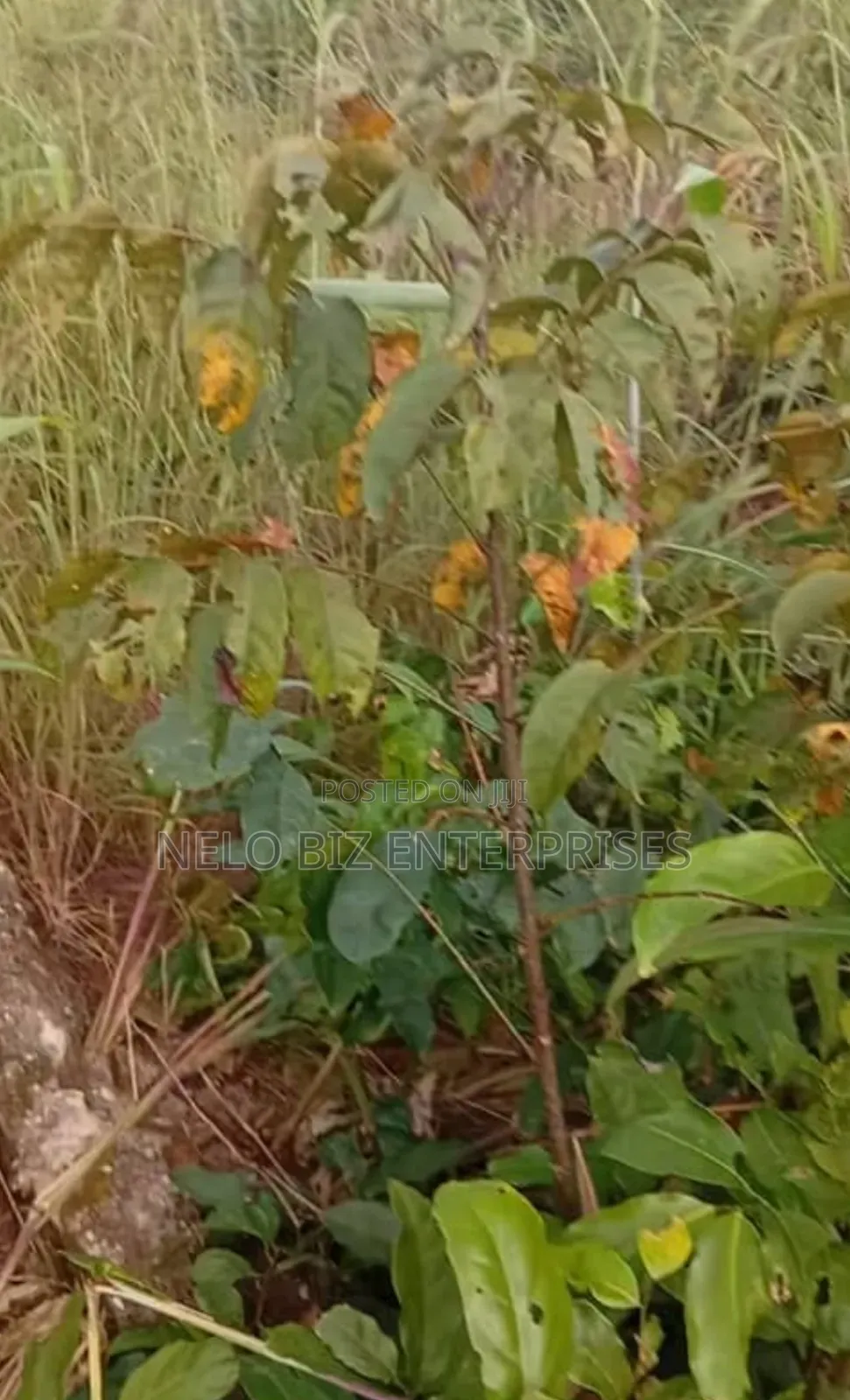 2 Plots Of Land For Sale in Owerri