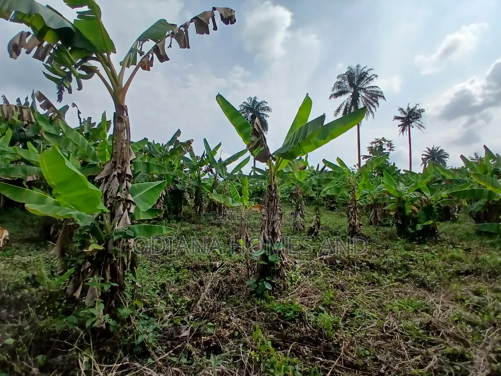 7.5 Acres Wire Fenced With Plantain Stands for Sale at Akufo, Ido Road in Ibadan