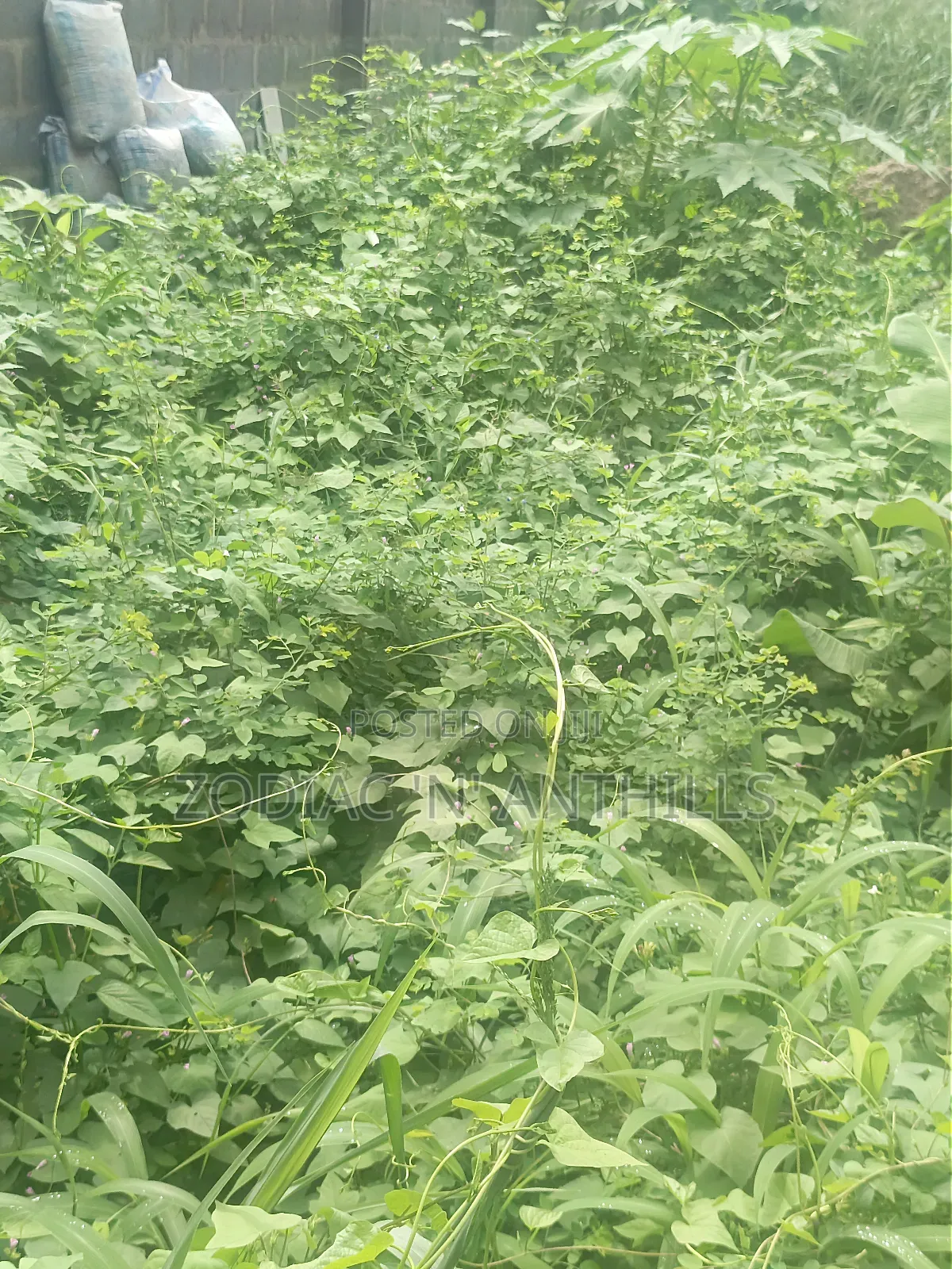 277sqm Virgin Land for Sale in Maplewood Estate Oko Oba Agege in Oko-Oba