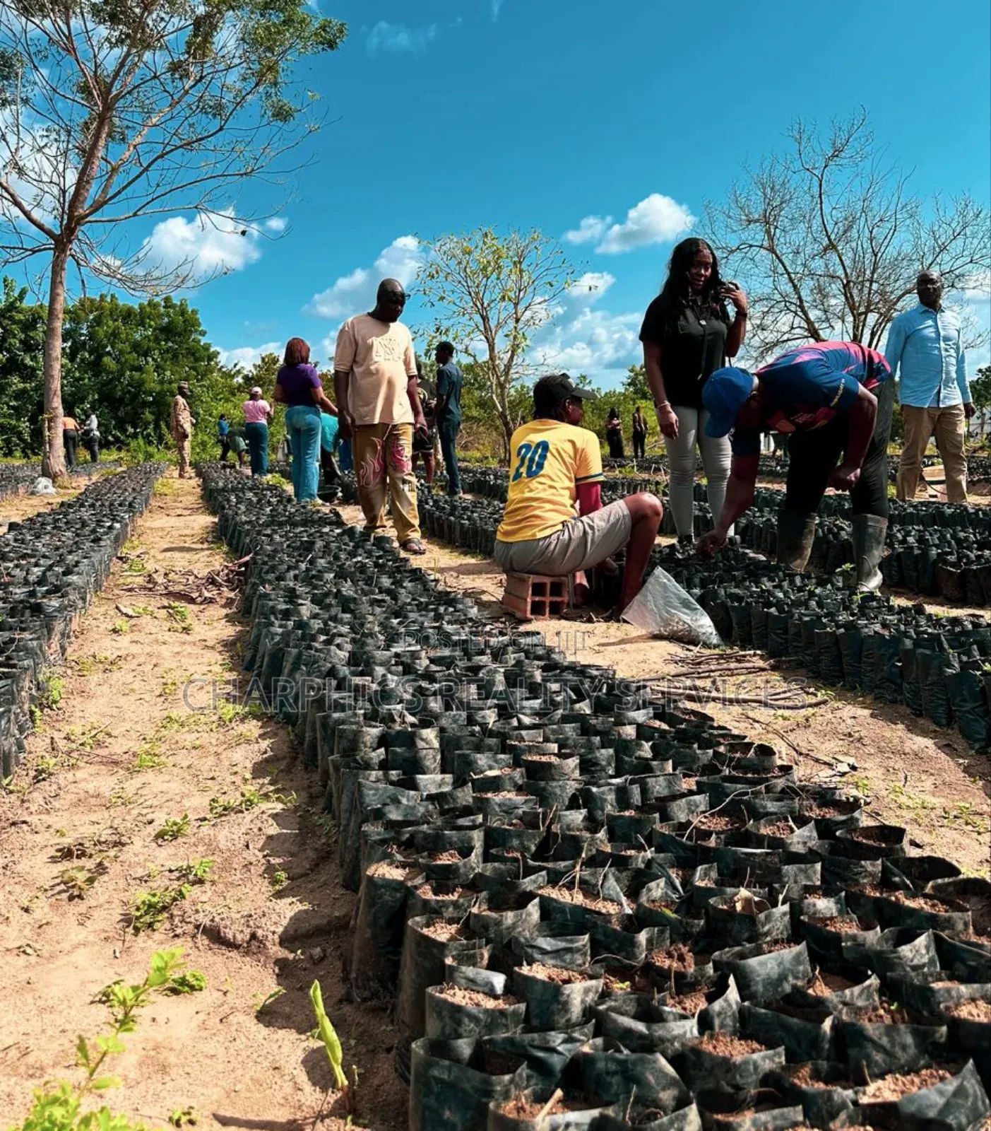 Own Oil Palm Plantation At Ogun State in Imeko Afon