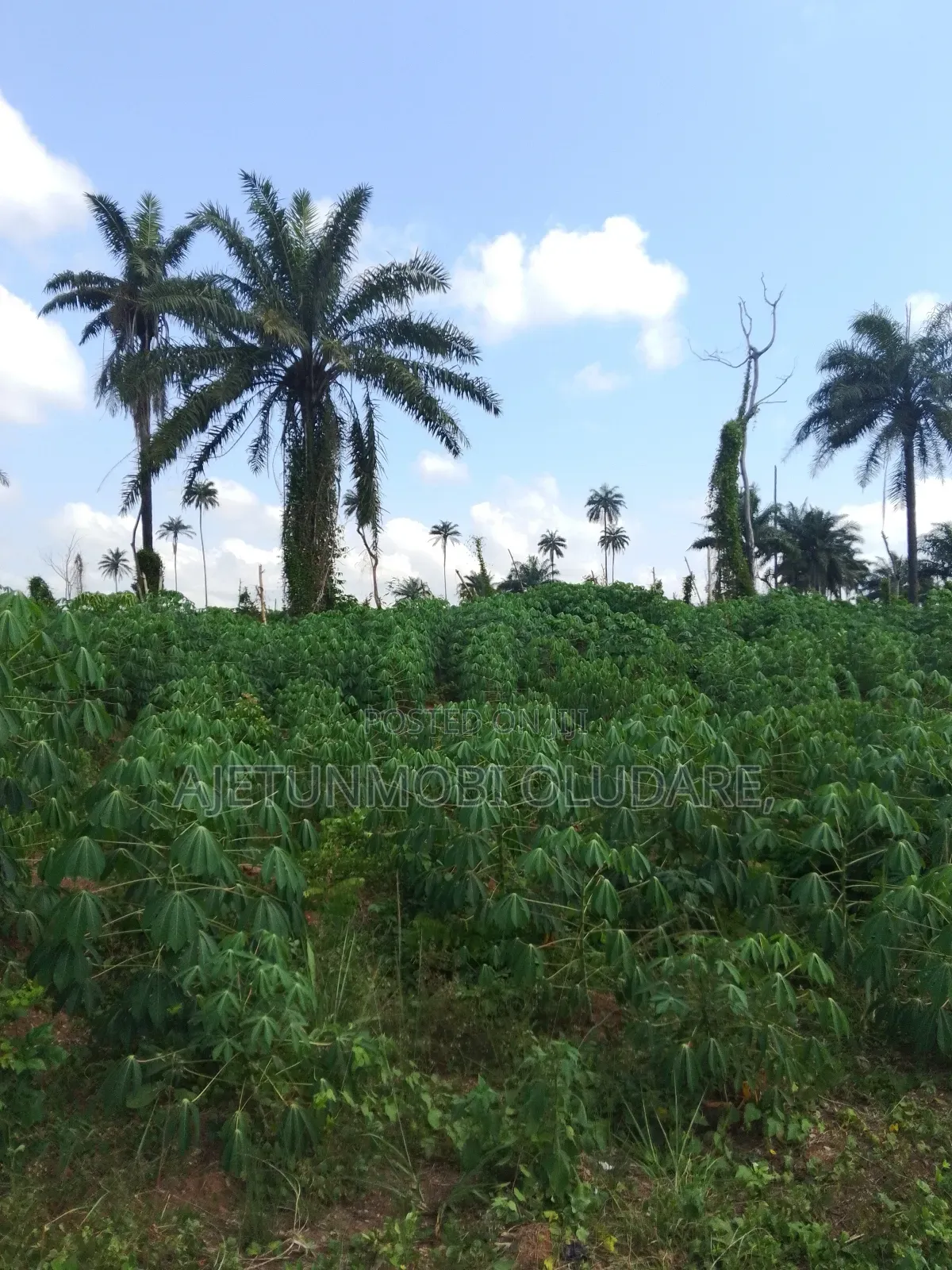 32 Hectares of Farm Land at Ire Ekiti in Ado Ekiti