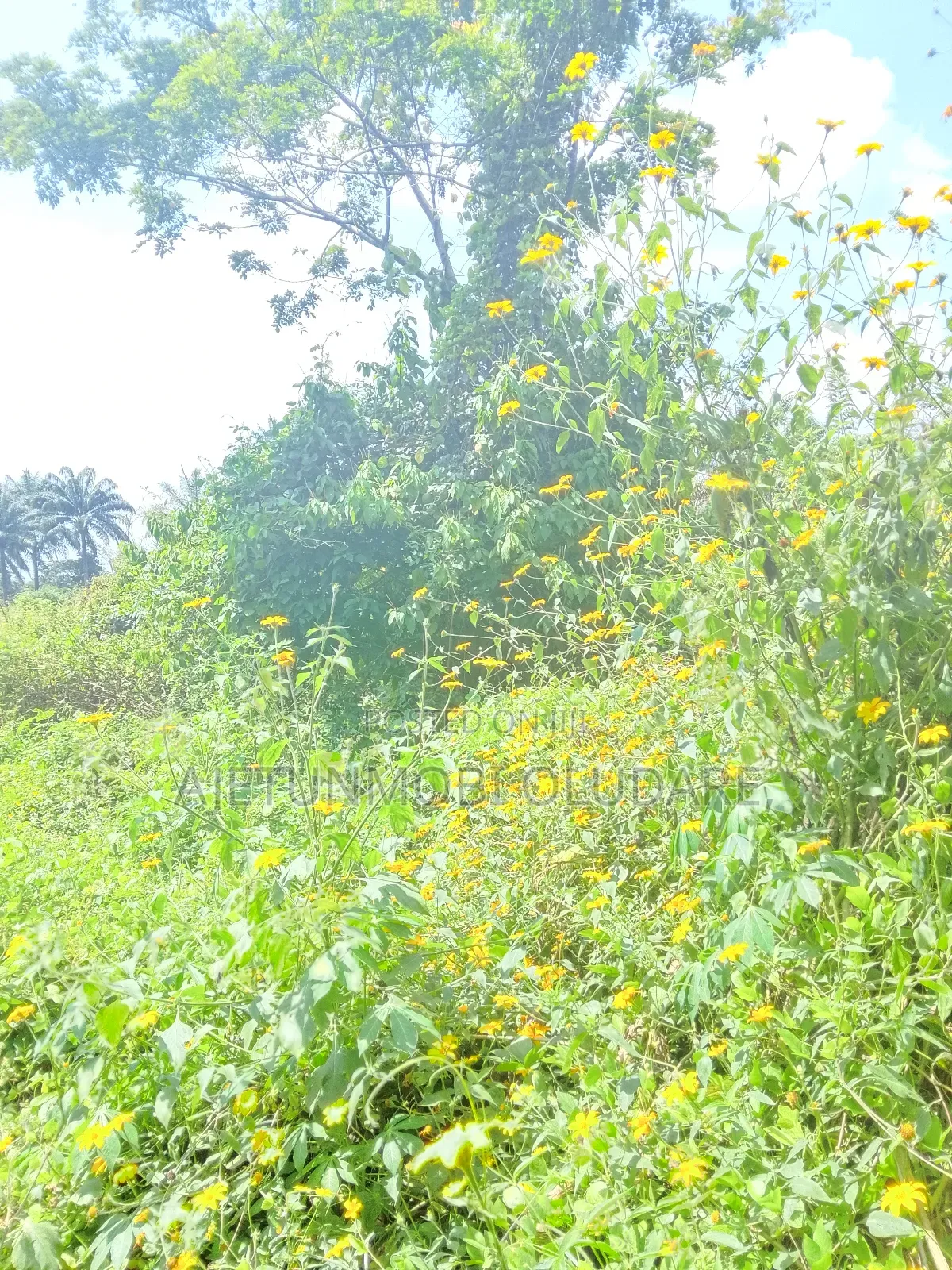 50 Hectares of Farm Land at Igbemo Ekiti in Ado Ekiti