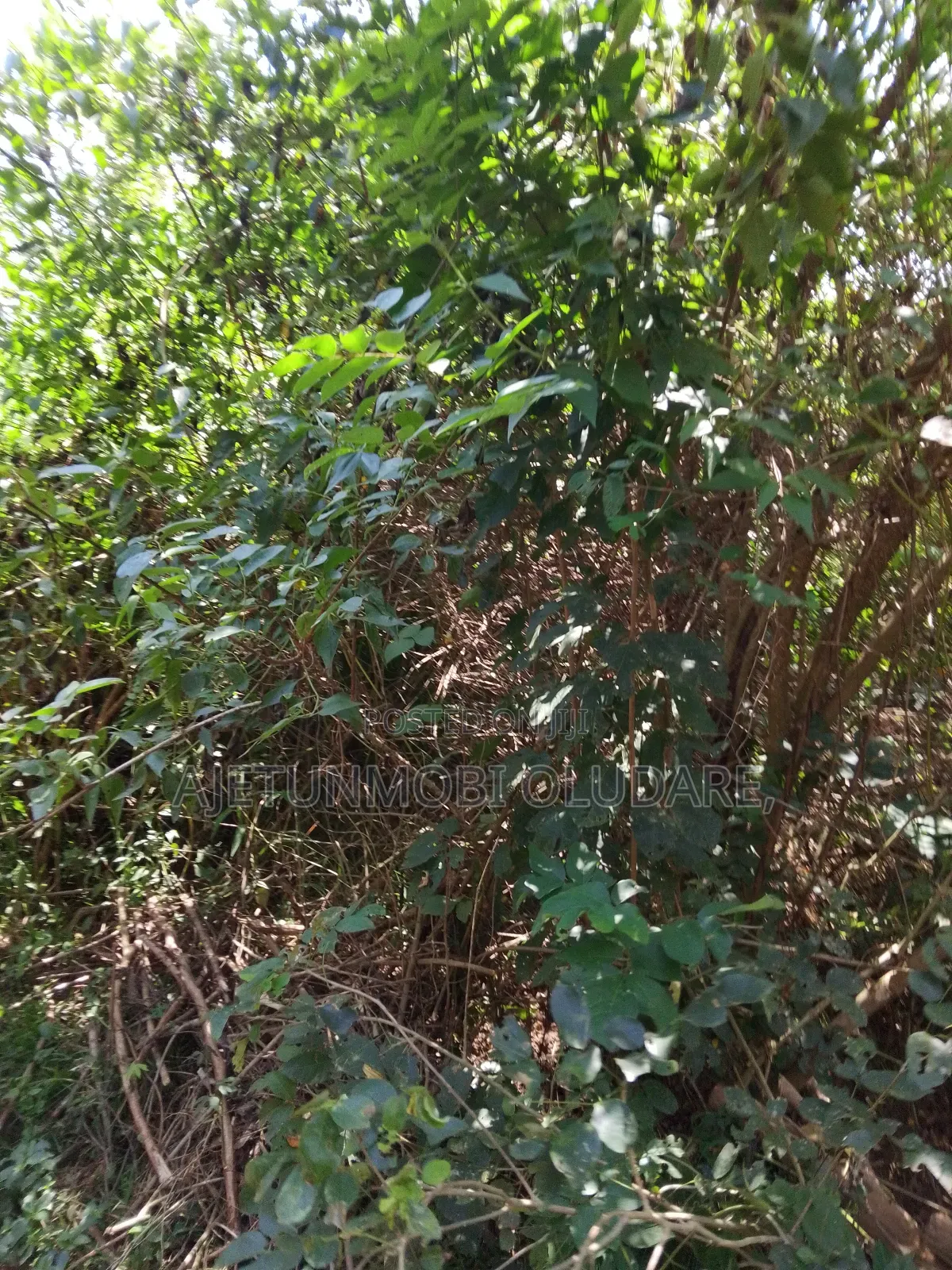 50 Hectares of Farm Land at Igbemo Ekiti in Ado Ekiti