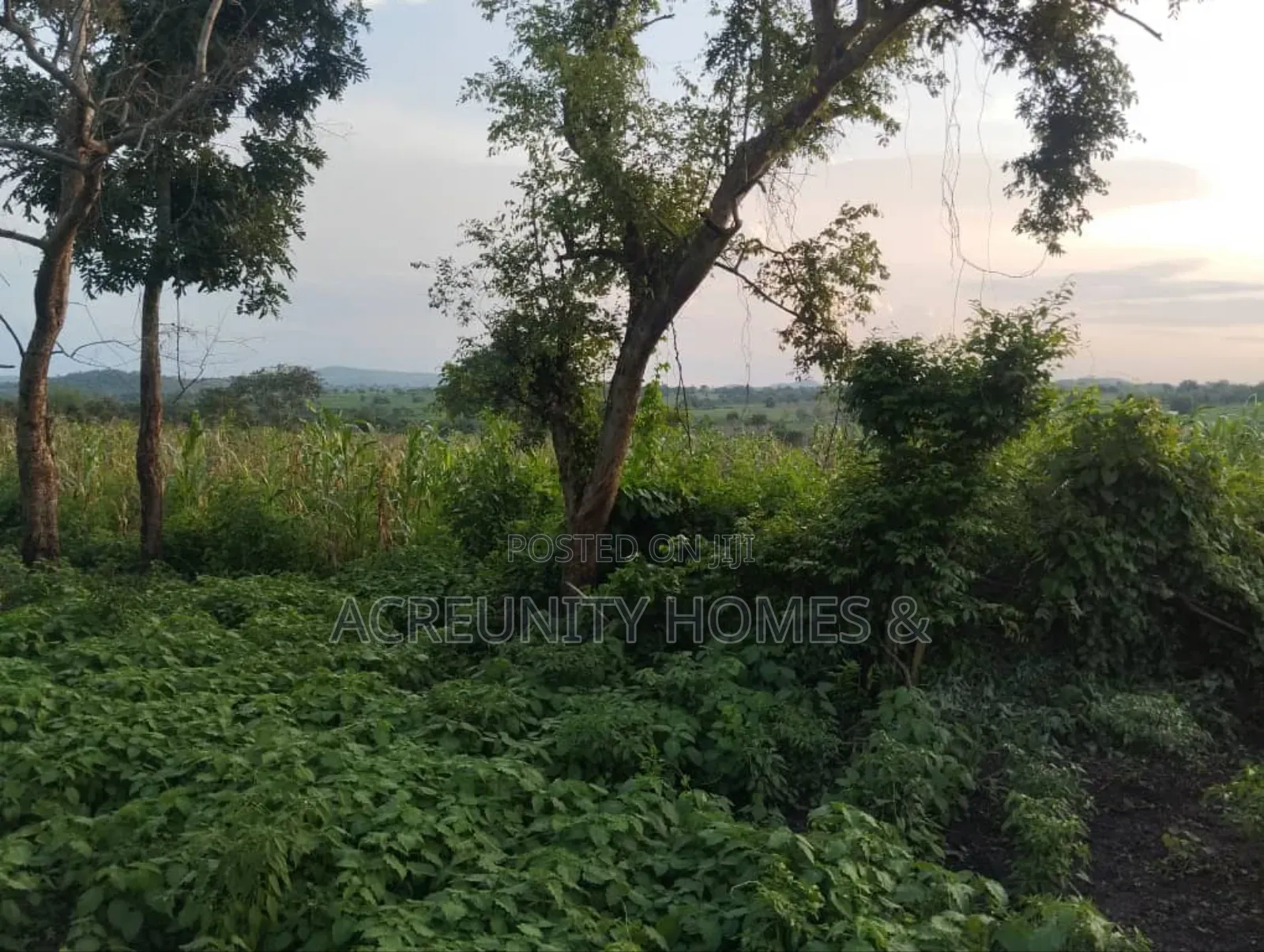 5 Acres of Farmland for Sale – Km 5, Iseyin–Ogbomoso Road Oyo State in Iseyin