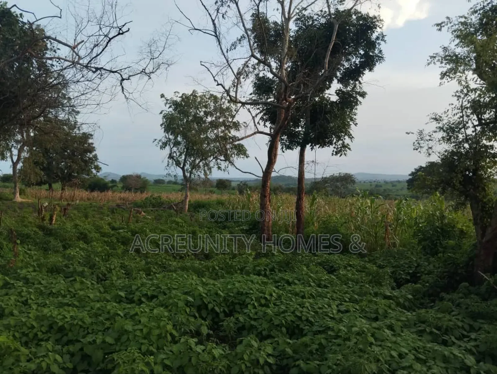 5 Acres of Farmland for Sale – Km 5, Iseyin–Ogbomoso Road Oyo State in Iseyin