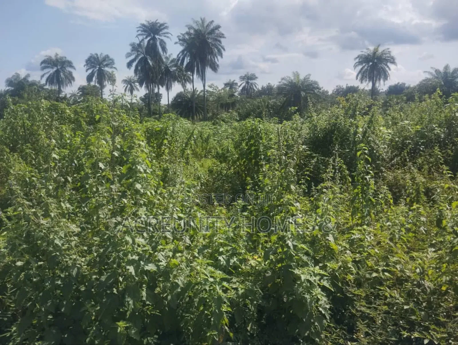 1 Plot of Land–Beside Civil Defence Office–Lautech Campus Okeho Road in Iseyin
