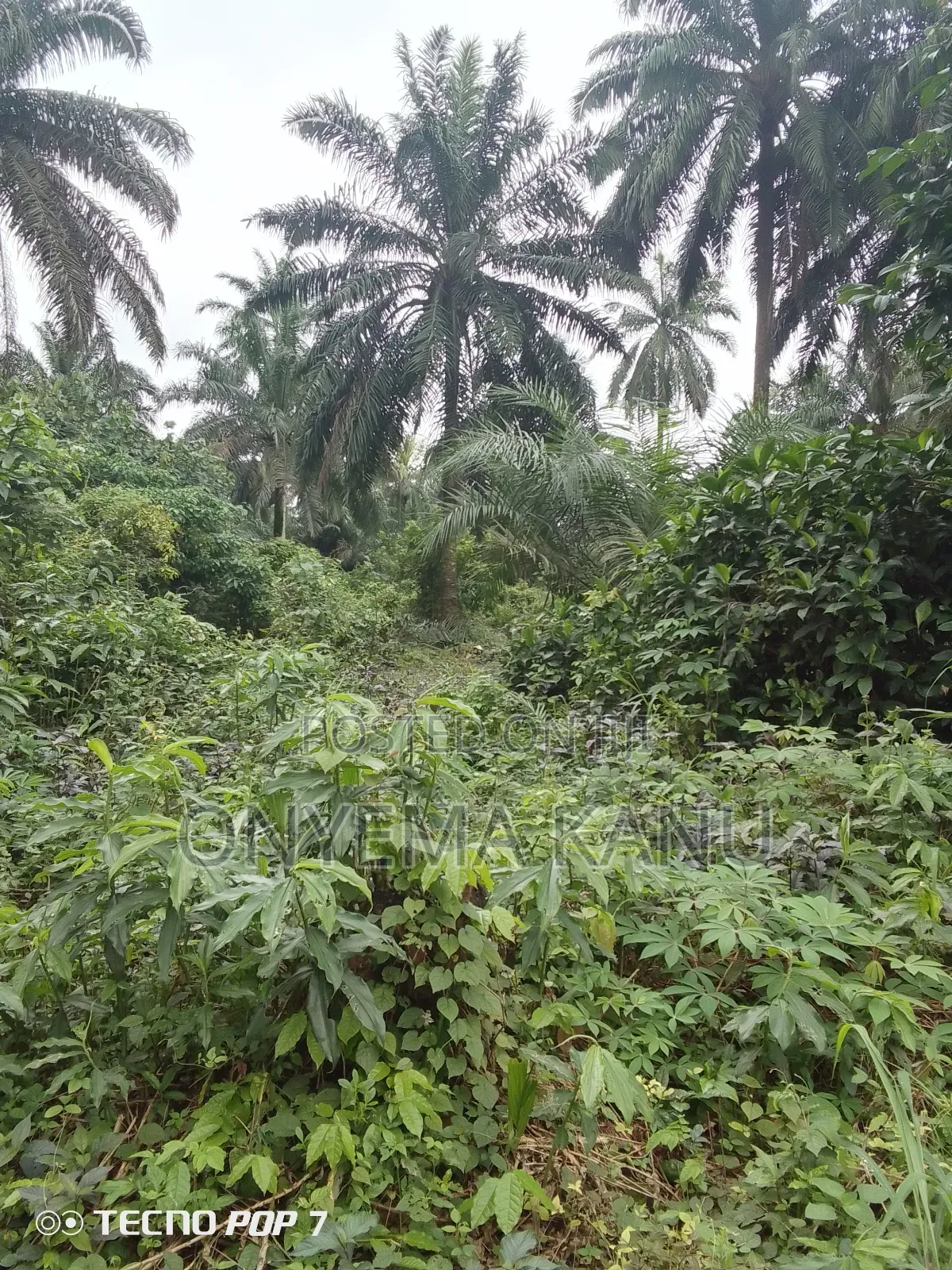 5 Affordable Plots for a Give Out in Ukwa