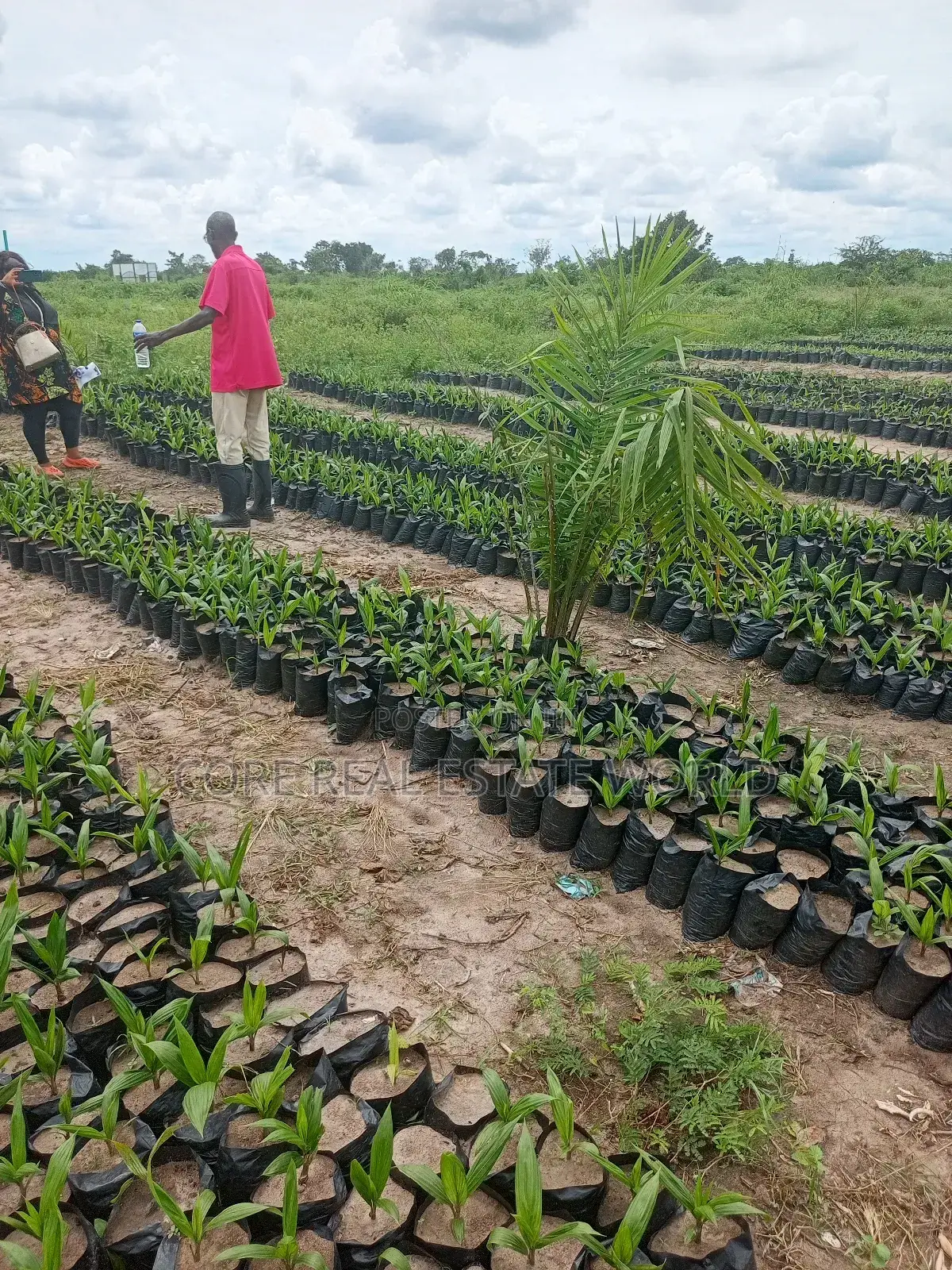 Invest in Palm Trees, Cocoa, Plantains Farming and Animals in Abeokuta North