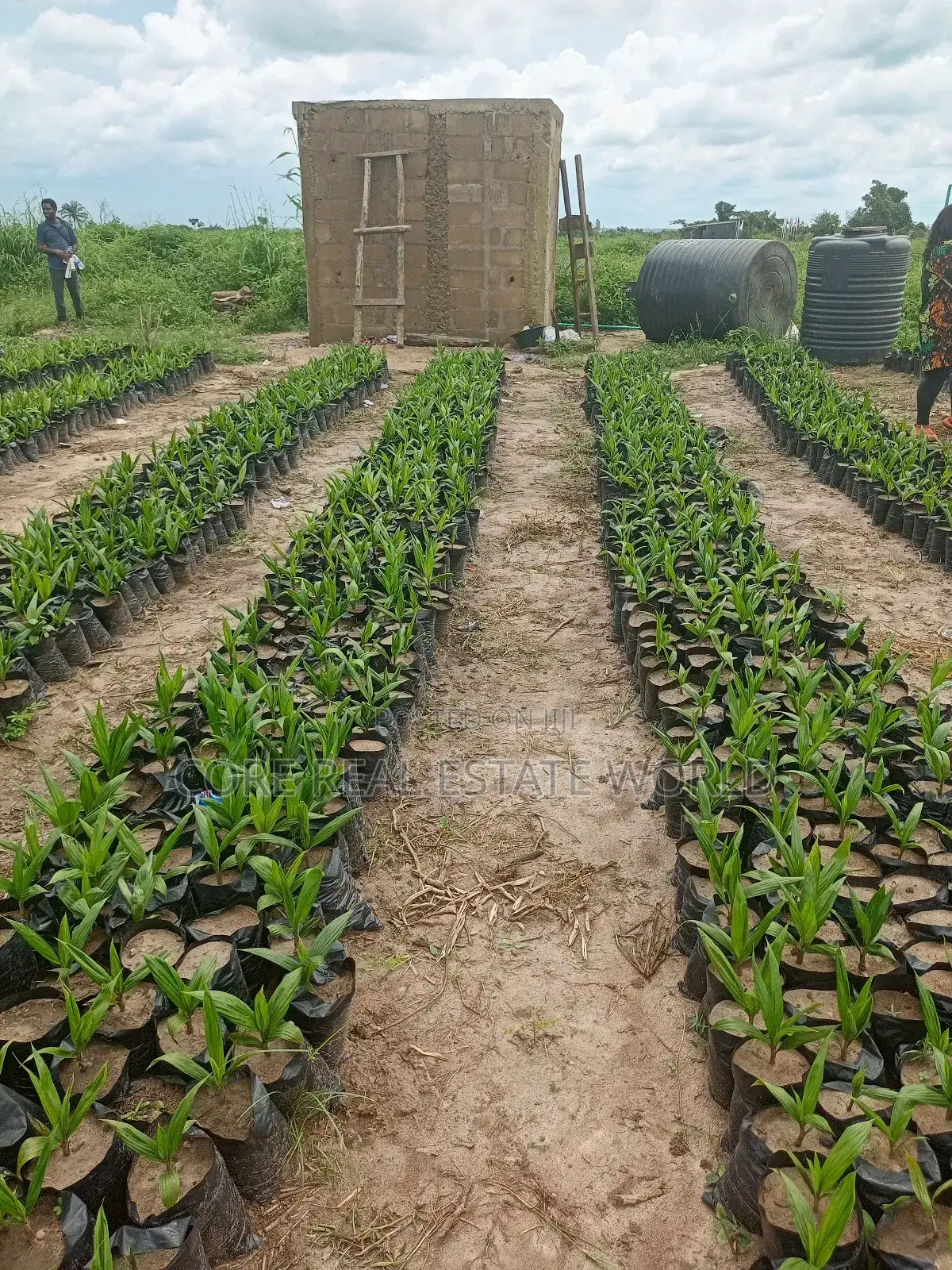Invest in Palm Trees, Cocoa, Plantains Farming and Animals in Abeokuta North