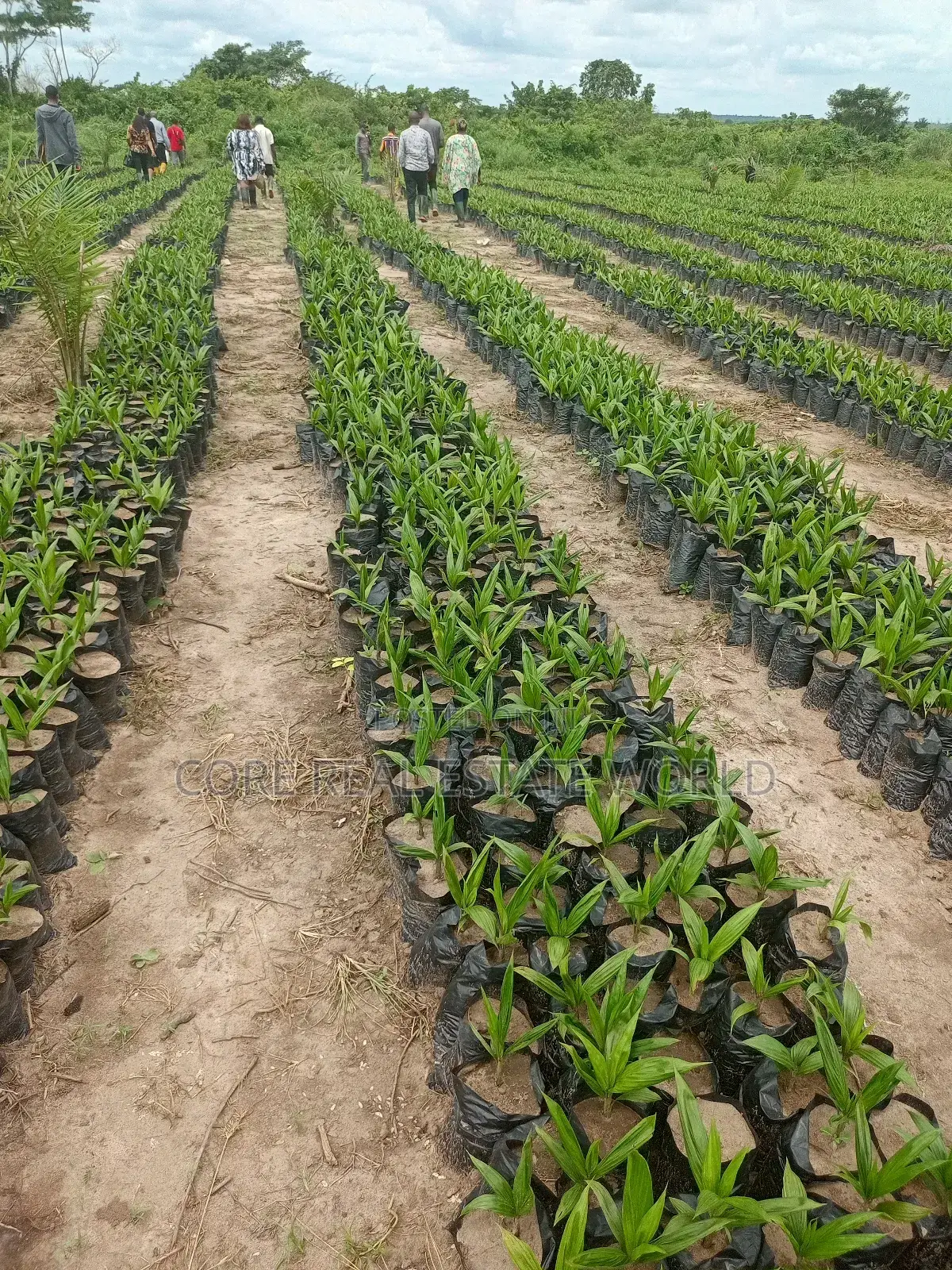 Invest in Palm Trees, Cocoa, Plantains Farming and Animals in Abeokuta North