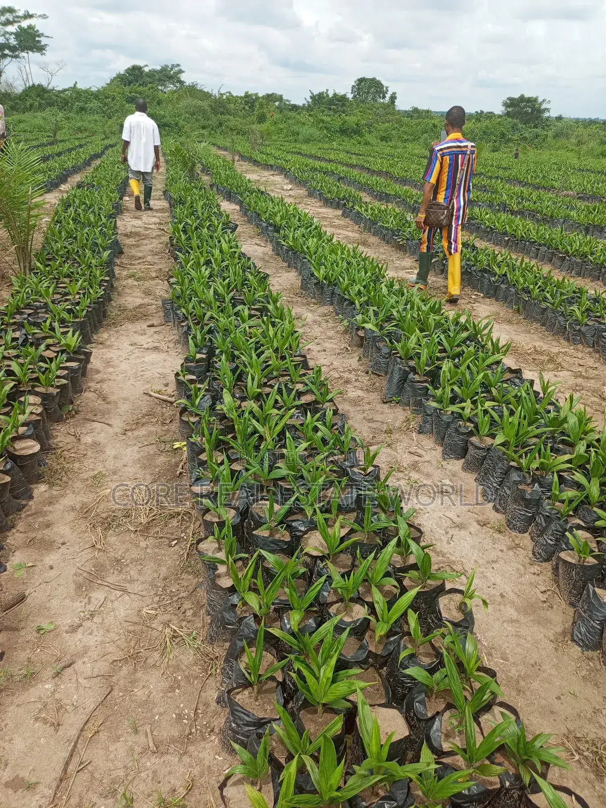 Invest in Palm Trees, Cocoa, Plantains Farming and Animals in Abeokuta North