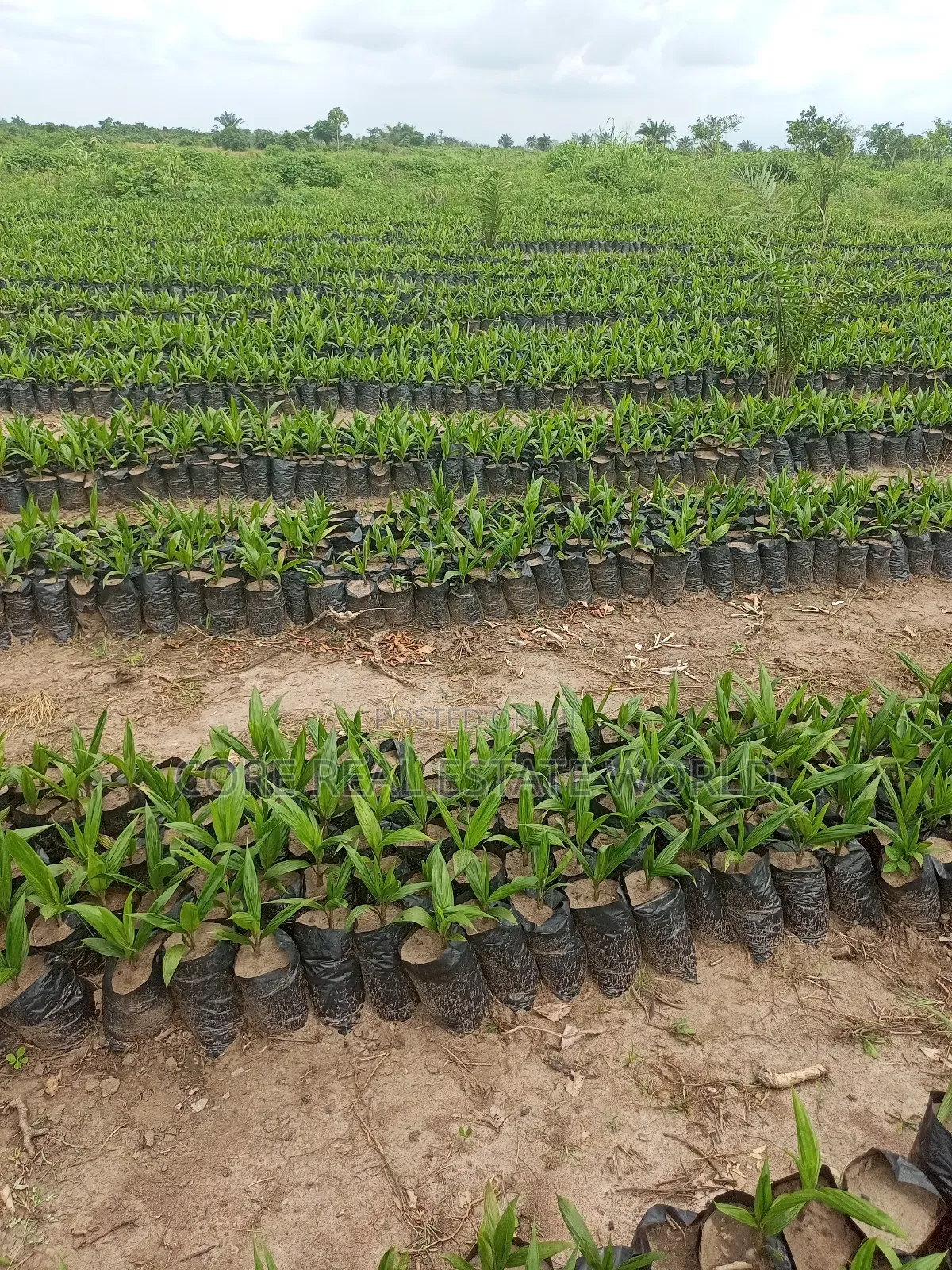 Invest in Palm Trees, Cocoa, Plantains Farming and Animals in Abeokuta North
