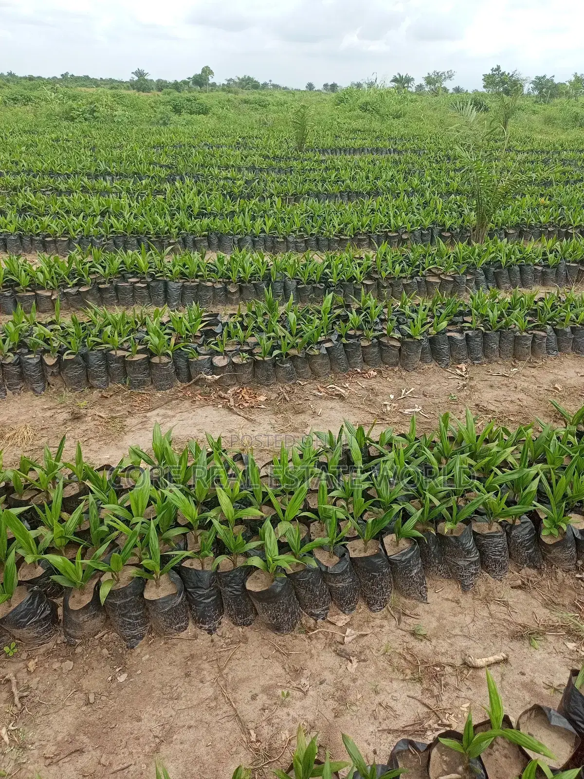 Invest in Palm Trees, Cocoa, Plantains Farming and Animals in Abeokuta North