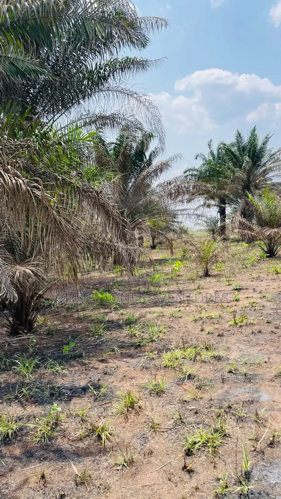 8 Plots of Palm Plantation for Sale in Ubulukwu Asaba in Oshimili North