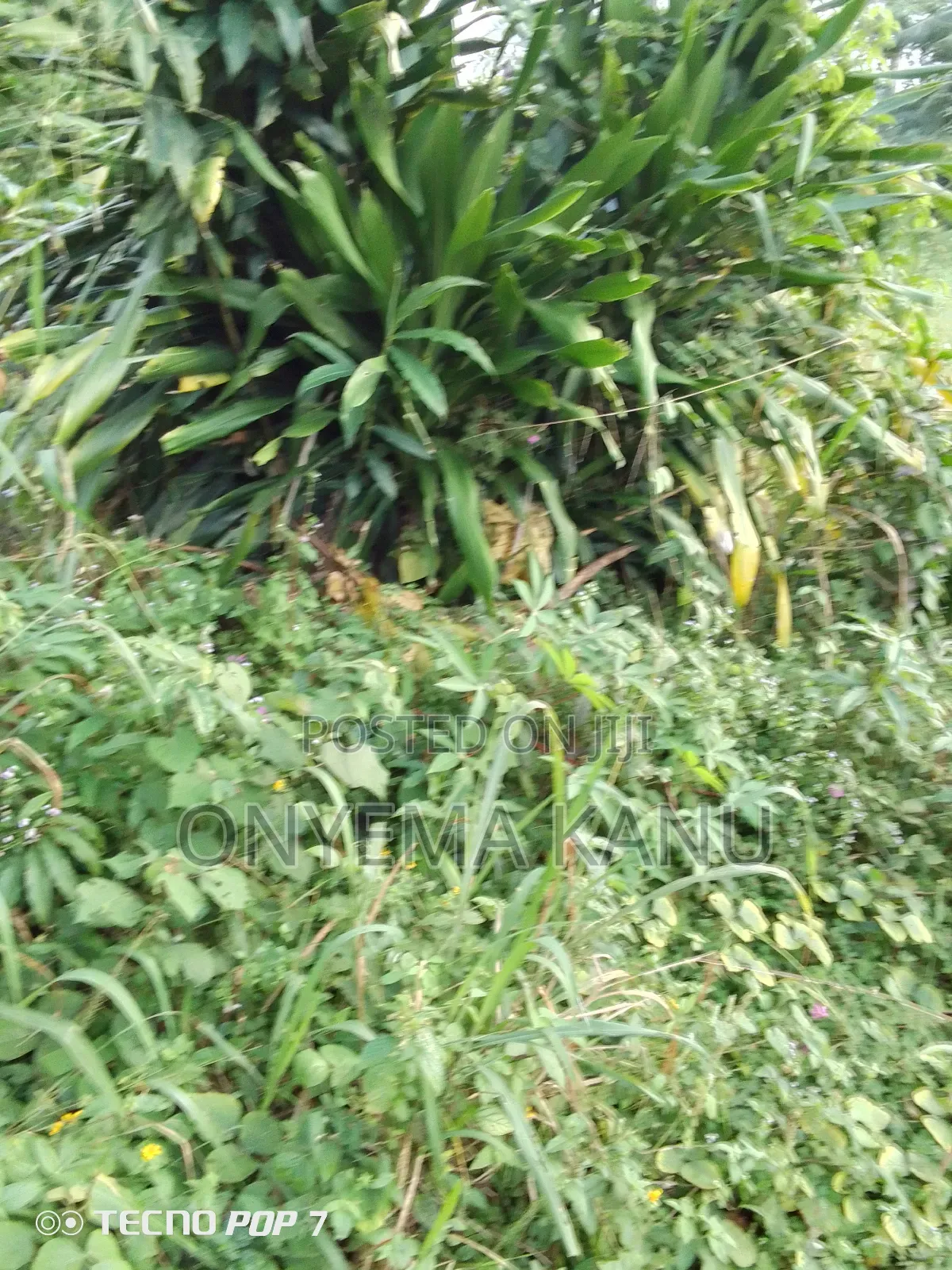 100 Plots for a Giveaway. in Ukwa