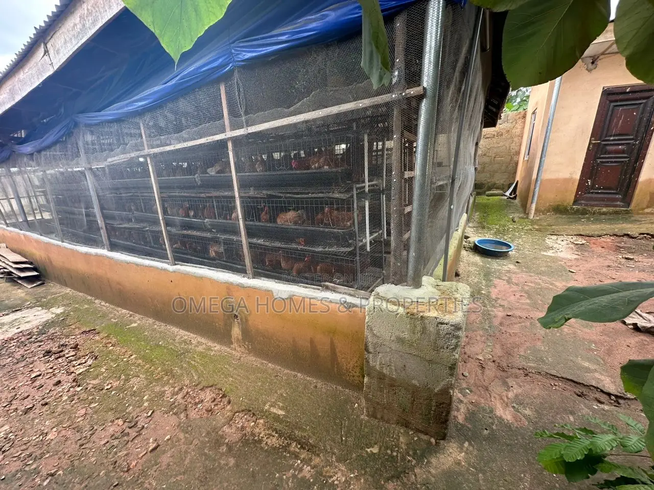 Poultry Farm for Sale in Umuahia