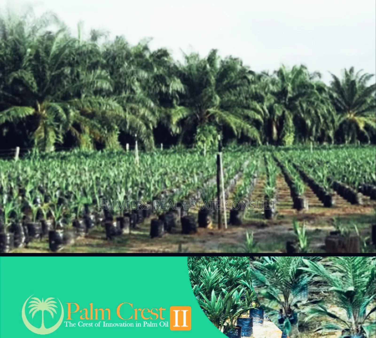 Palm Crest in Imeko Afon