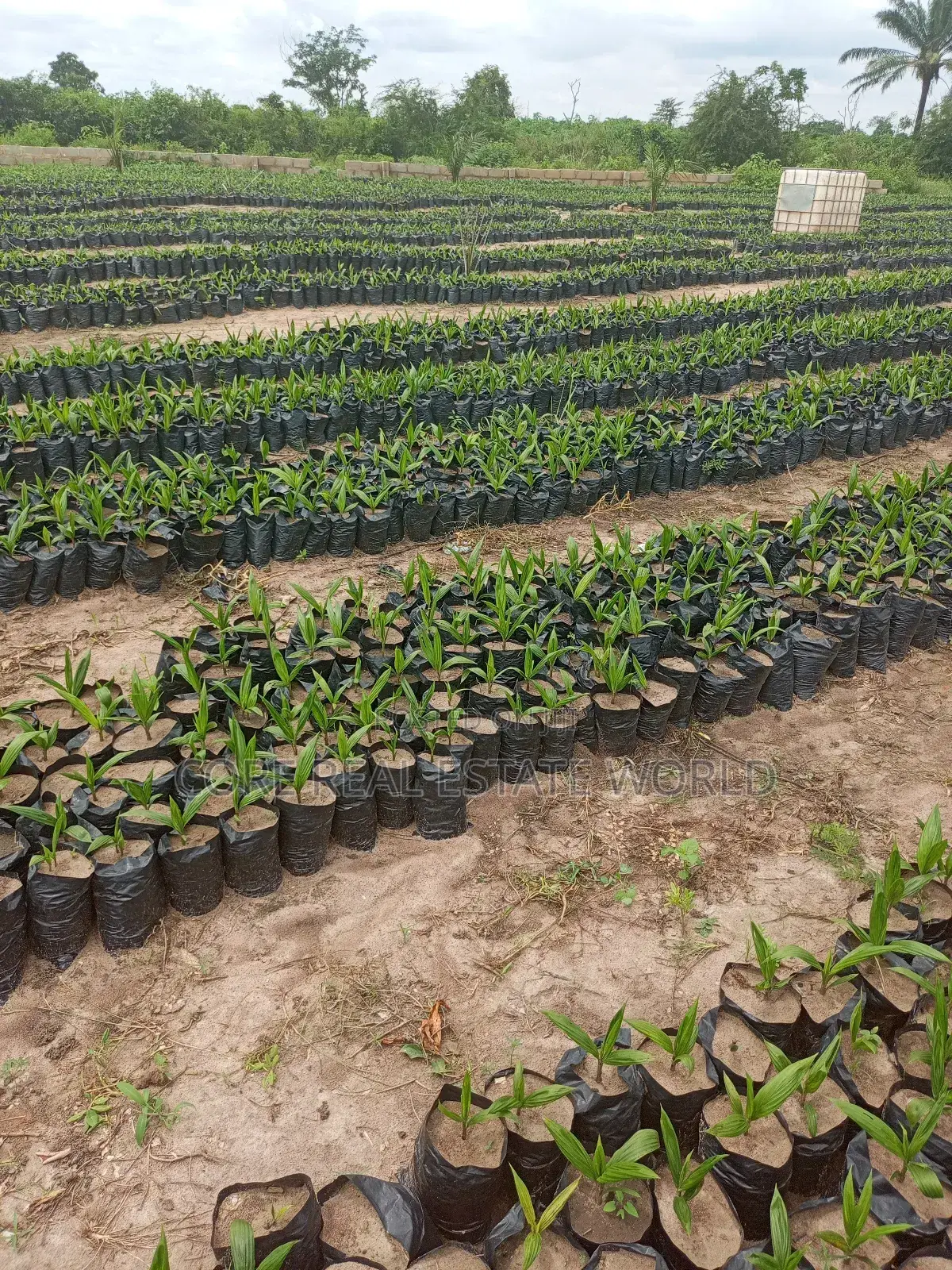 Palmrich Farm Estate Ewekoro Ogun State in Ewekoro