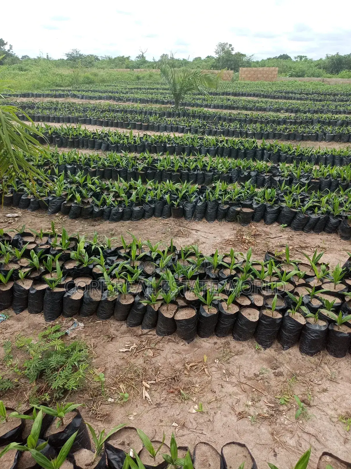 Palmrich Farm Estate Ewekoro Ogun State in Ewekoro