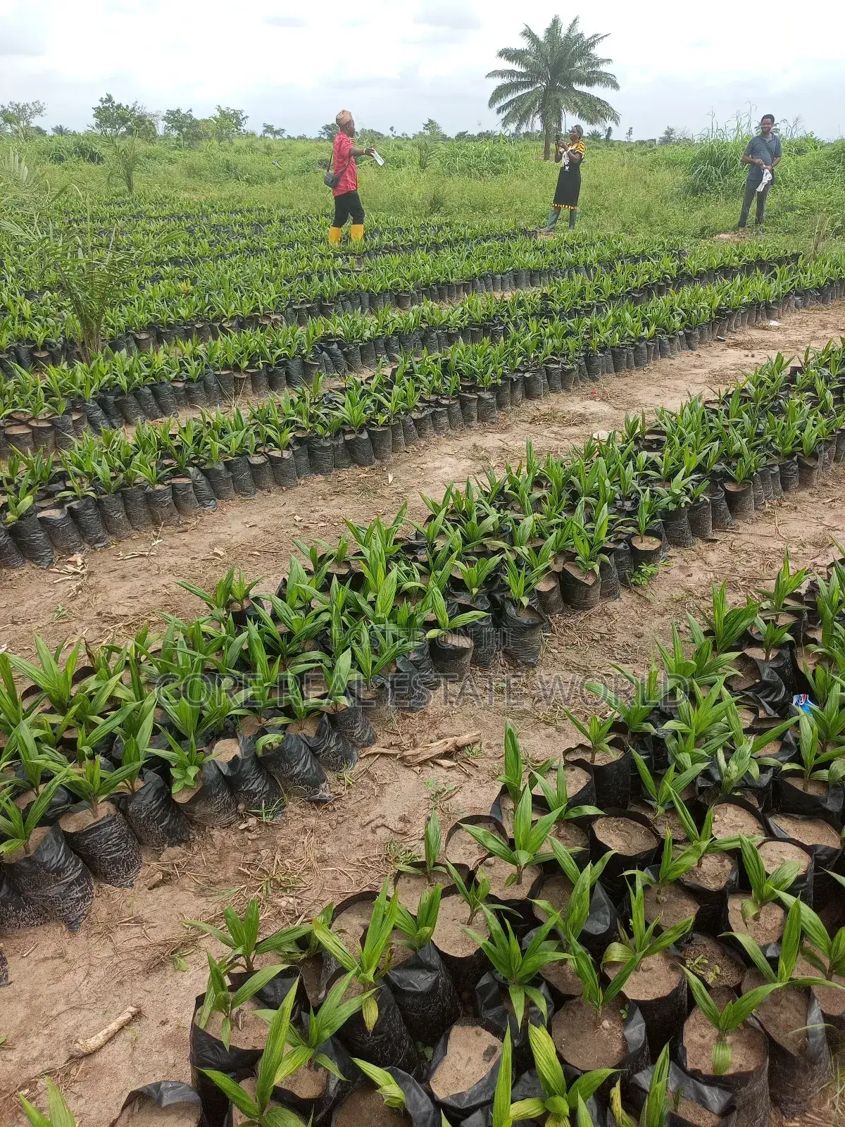Palmrich Farm Estate Ewekoro Ogun State in Ewekoro
