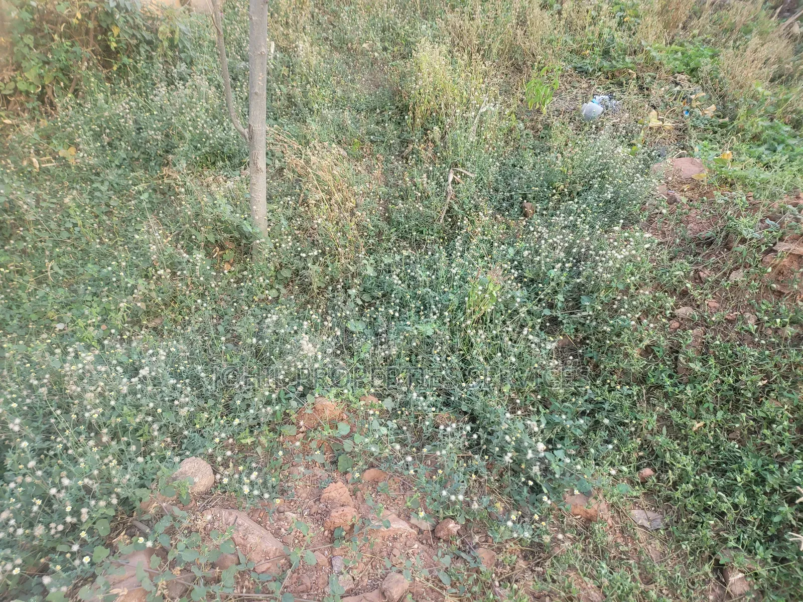 150 Hectares of Land for Sale at Wasa District With R of O for 17 Bil in Wasa