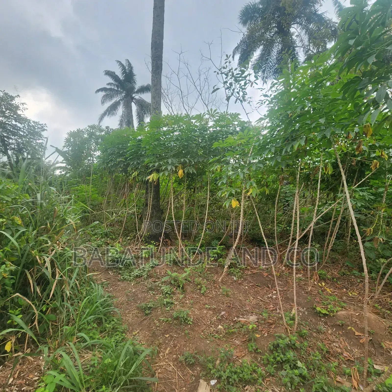 Acres of Farm Land at Olojo Vill. Mele, Off Moniya/Ijaye Road in Moniya