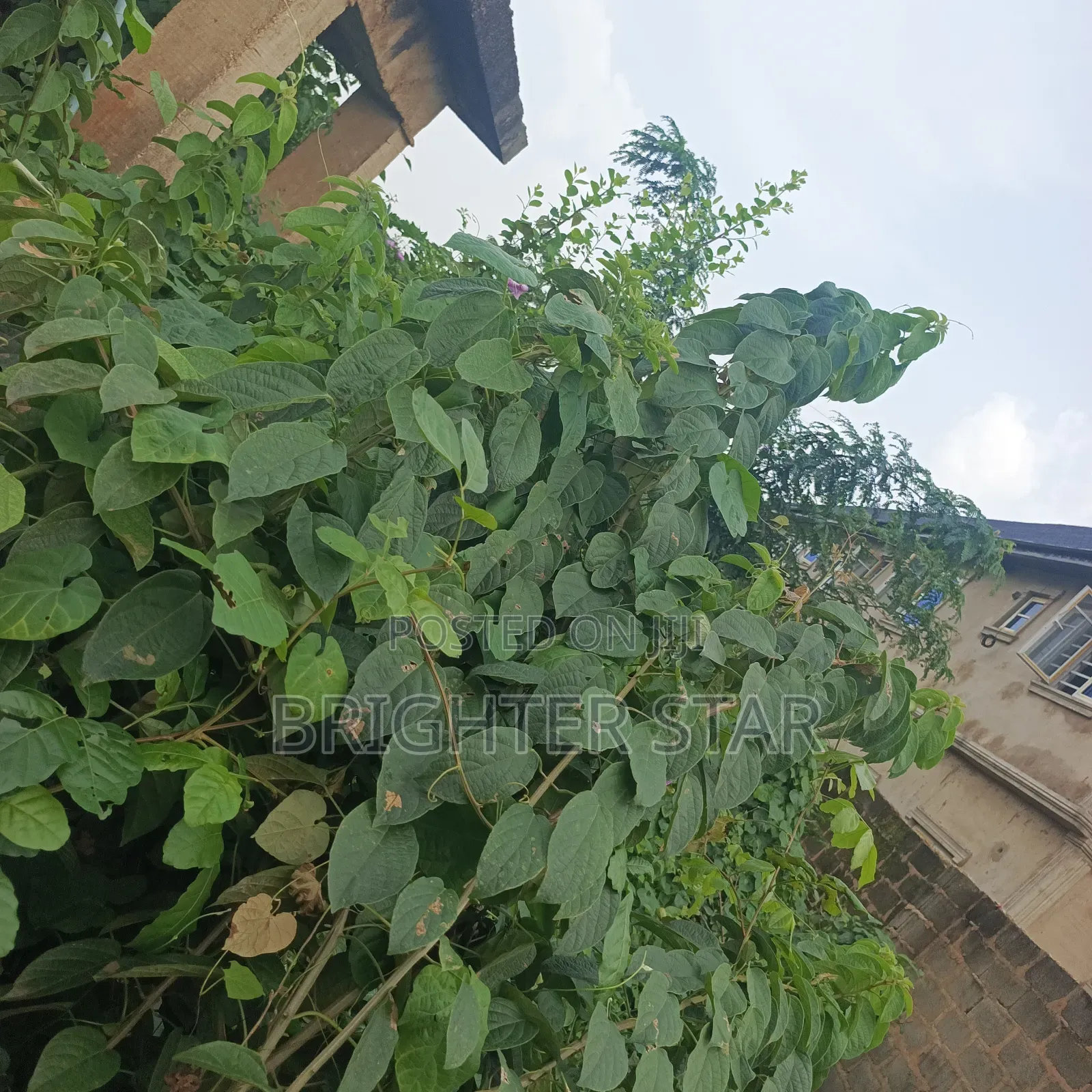 Half Plot of Land at Megida B/Stop in Ayobo