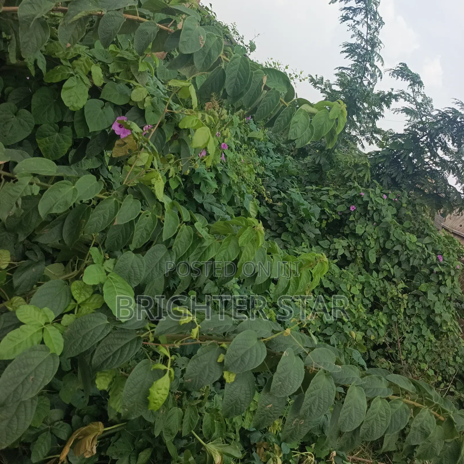 Half Plot of Land at Megida B/Stop in Ayobo