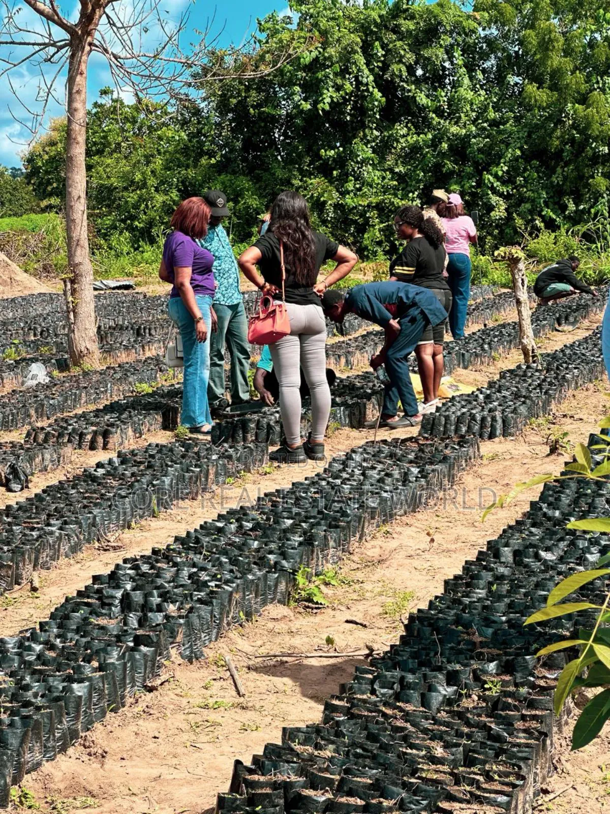 Palm Trees and Cocoa Investments in Ewekoro