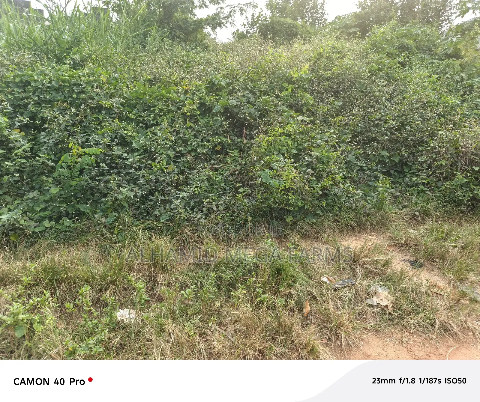 An Acre of Farmland for Sale in Ilaro